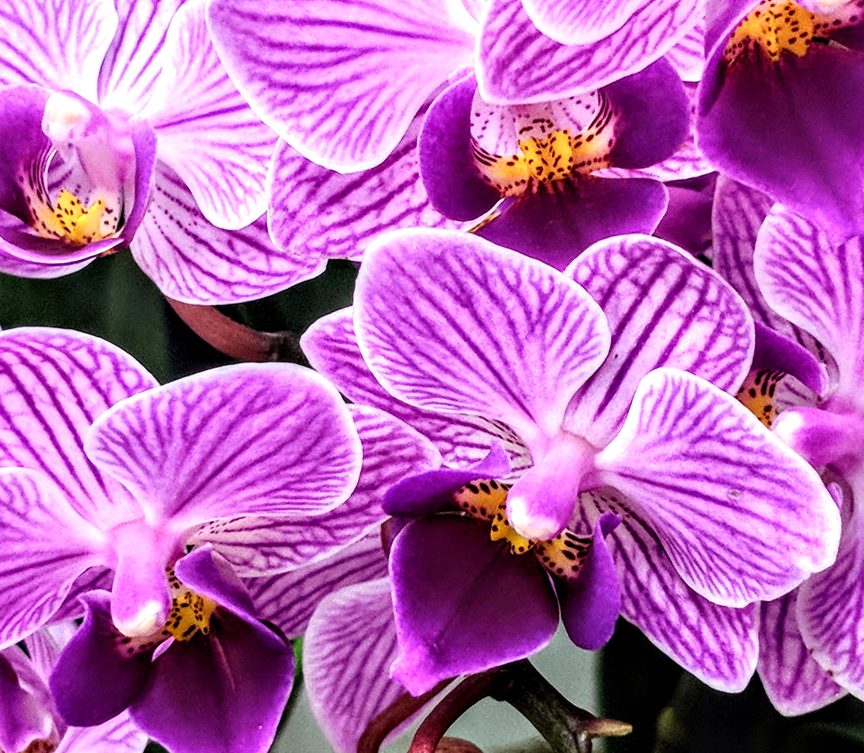 Orchidee viola in fiore, 2998x2613 WQXGA, PC