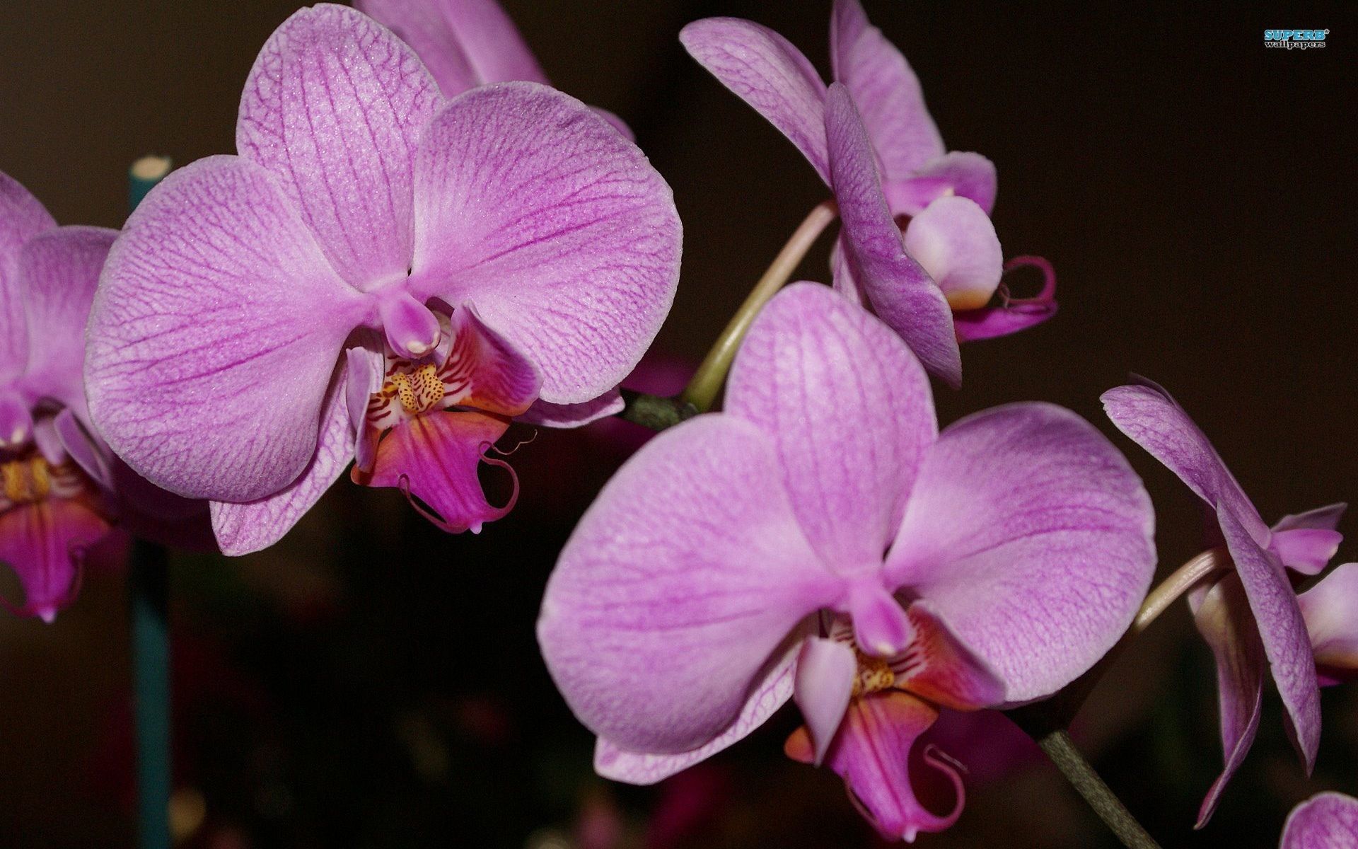 Orchidea viola fiori, 1920x1200 Full HD+, Desktop