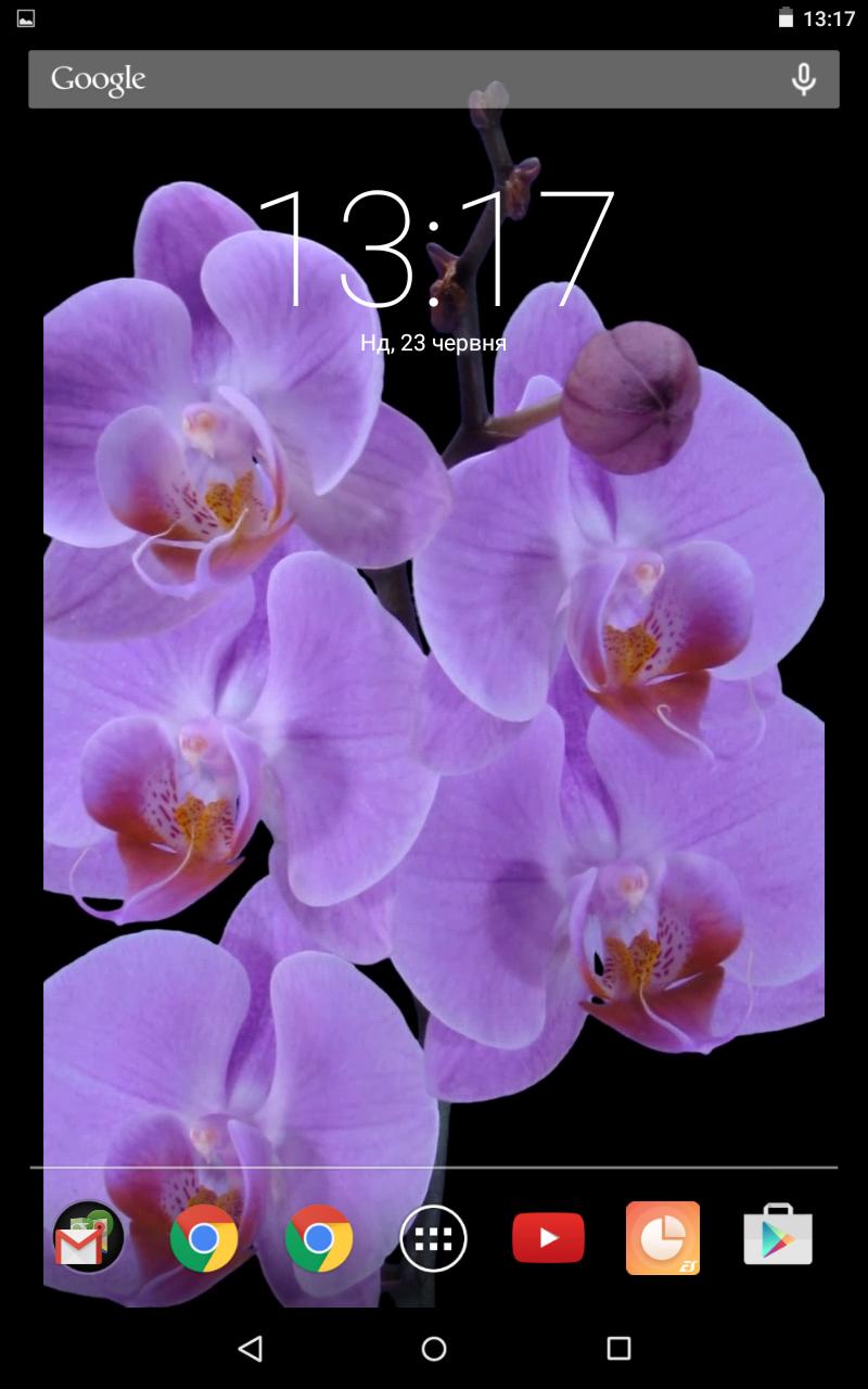 Orchidee viola su nero, 800x1280 Full HD Verticale, Smartphone