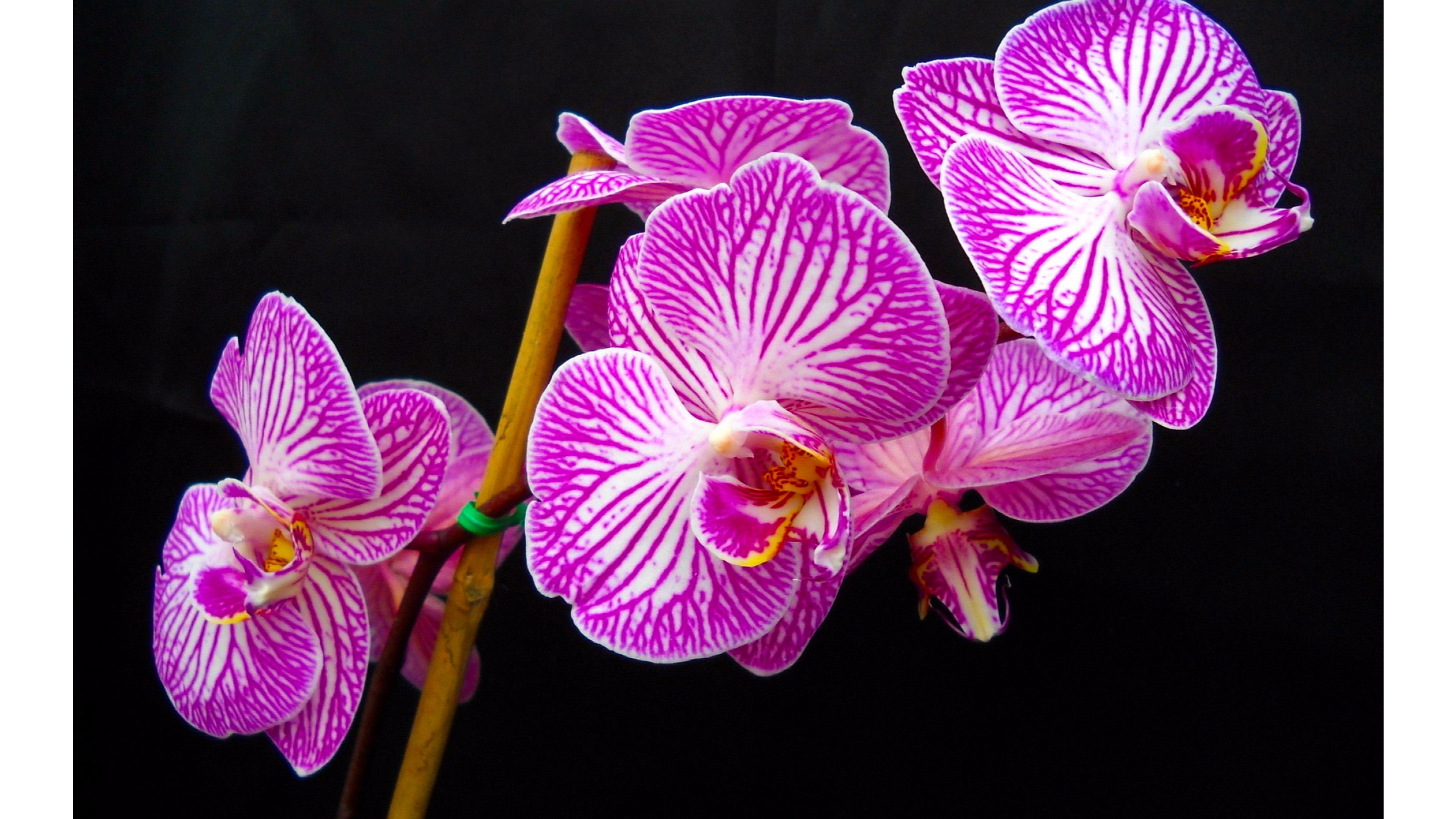 Orchidee viola su nero, 3840x2160 4K Ultra HD, Monitor 4K