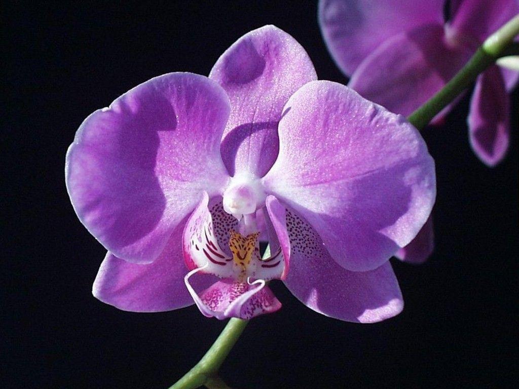 Orchidea viola su nero, 1024x768 HD, Desktop