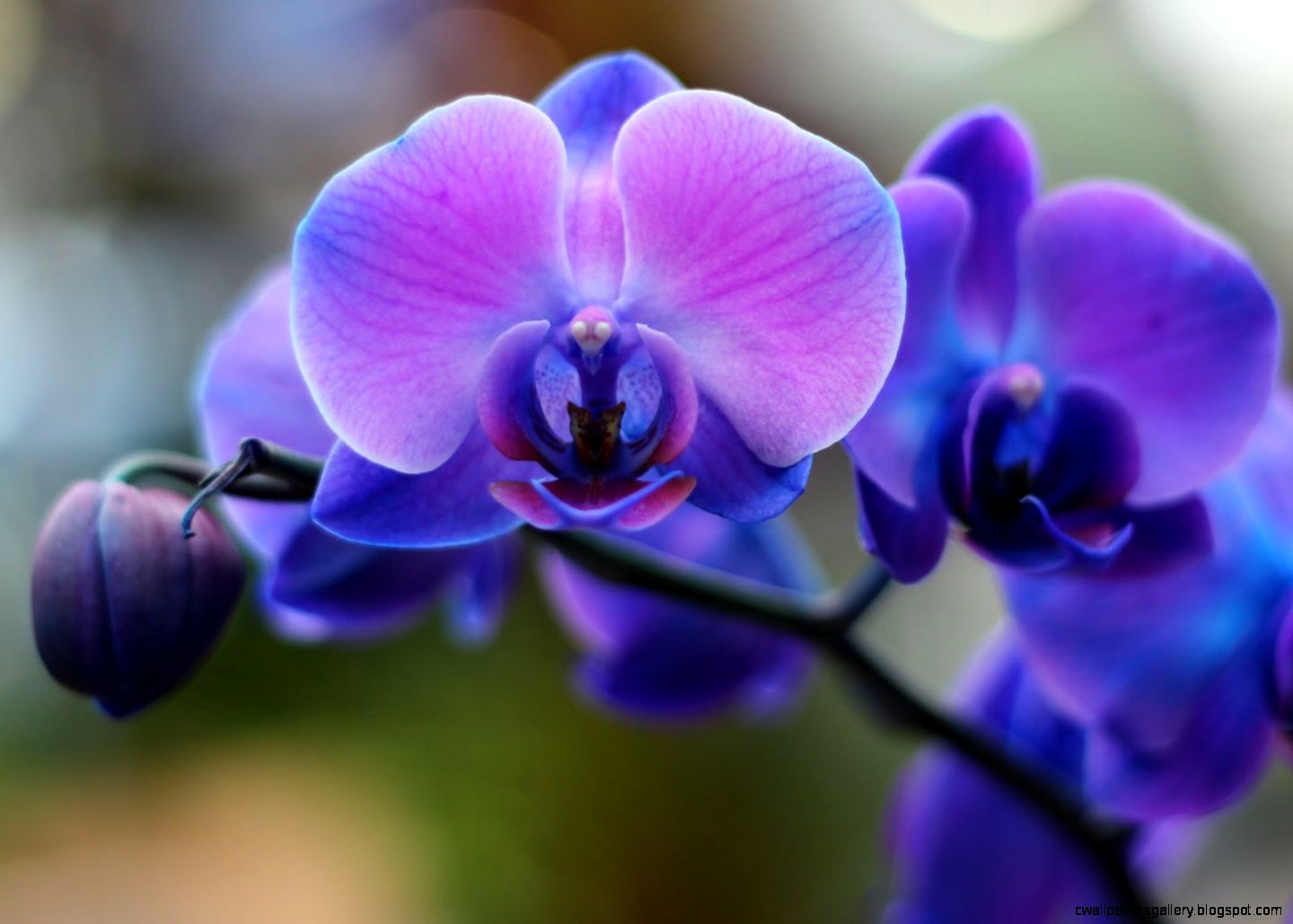 Orchidea blu e viola, 1440x1029 720p, Acer Nitro