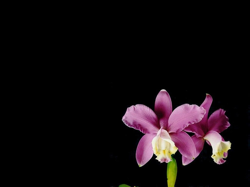 Orchidea viola su nero, 1024x768 HD, Desktop
