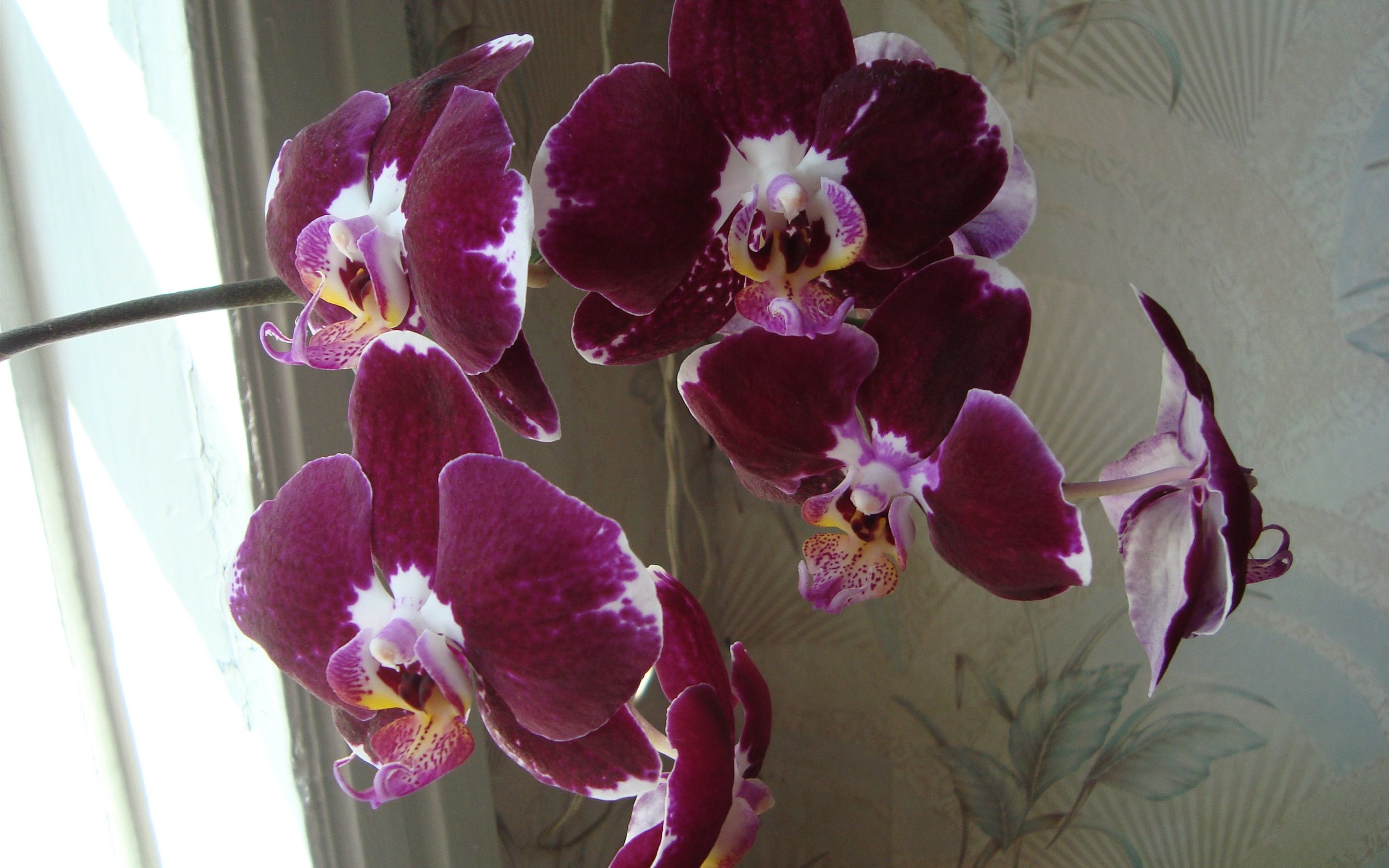 Orchidea viola in fiore, 2880x1800 WQXGA, Desktop