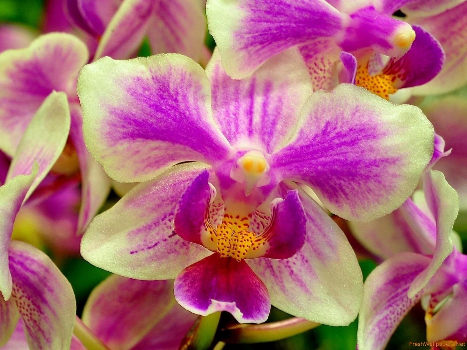 Orchidee viola e bianche, 1600x1200 HD, PC