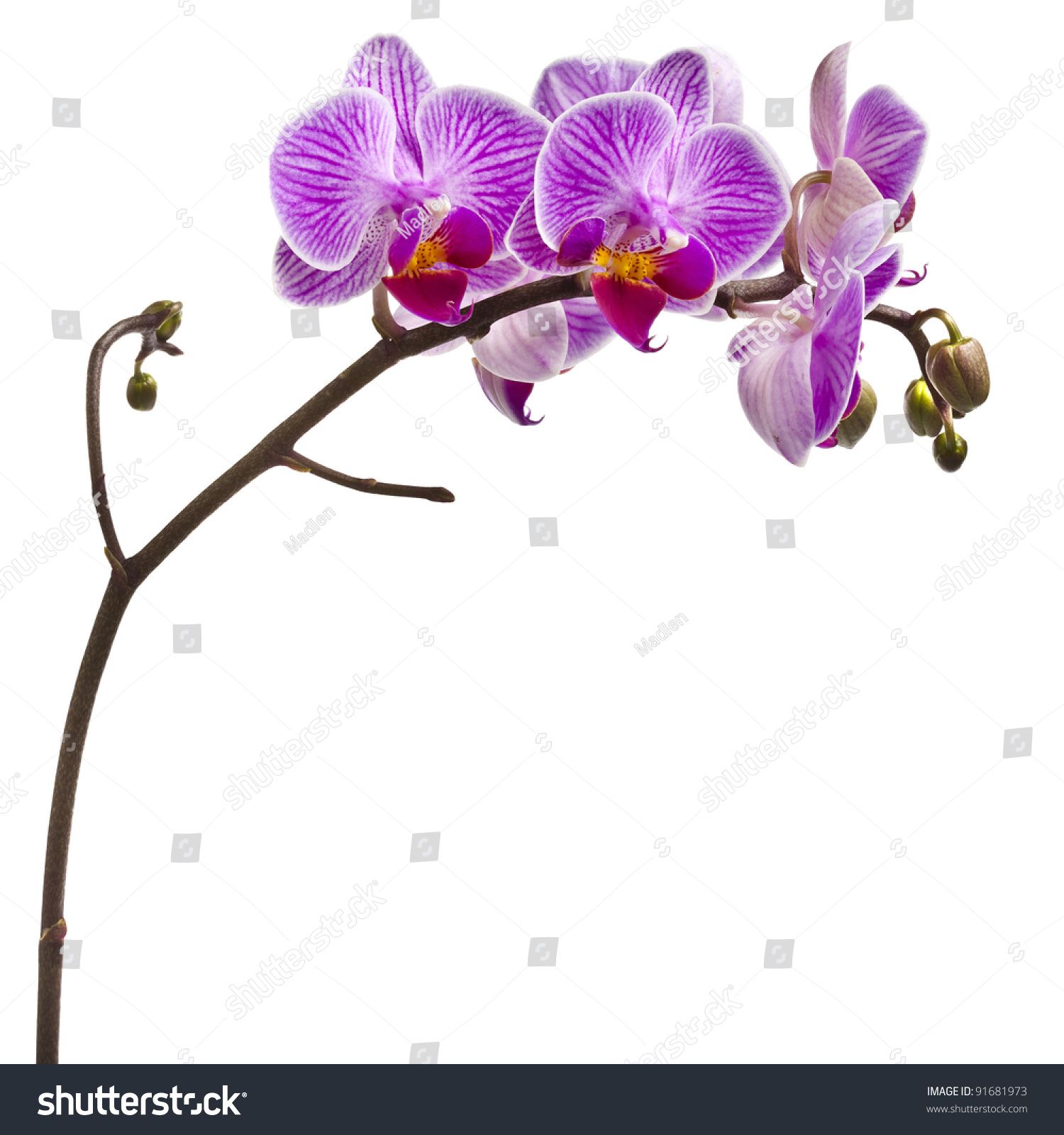 Orchidea viola su sfondo bianco, 1500x1600 Full HD Verticale, Samsung Galaxy