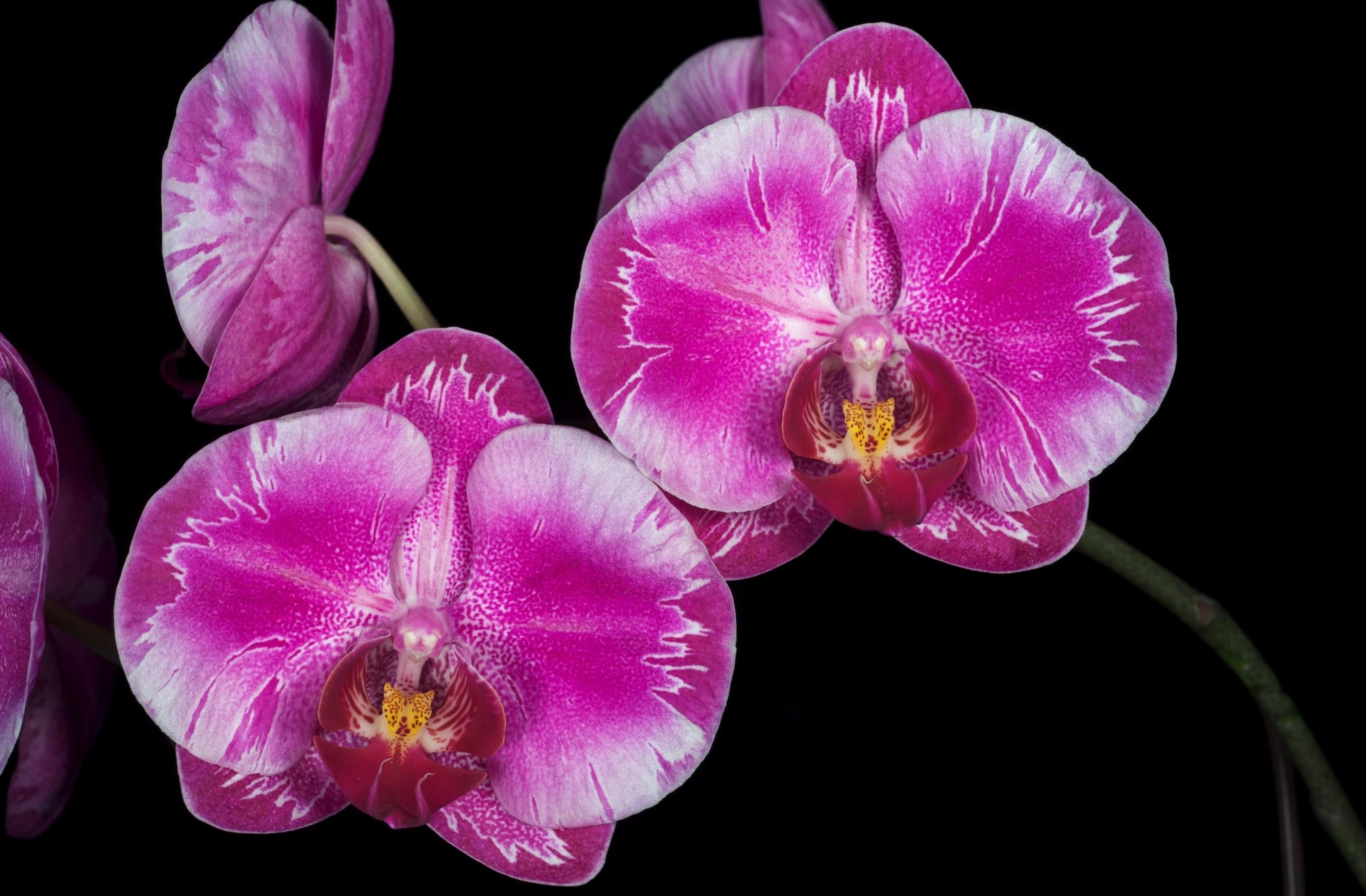 Orchidea viola su nero, 3200x2100 2K+, Desktop