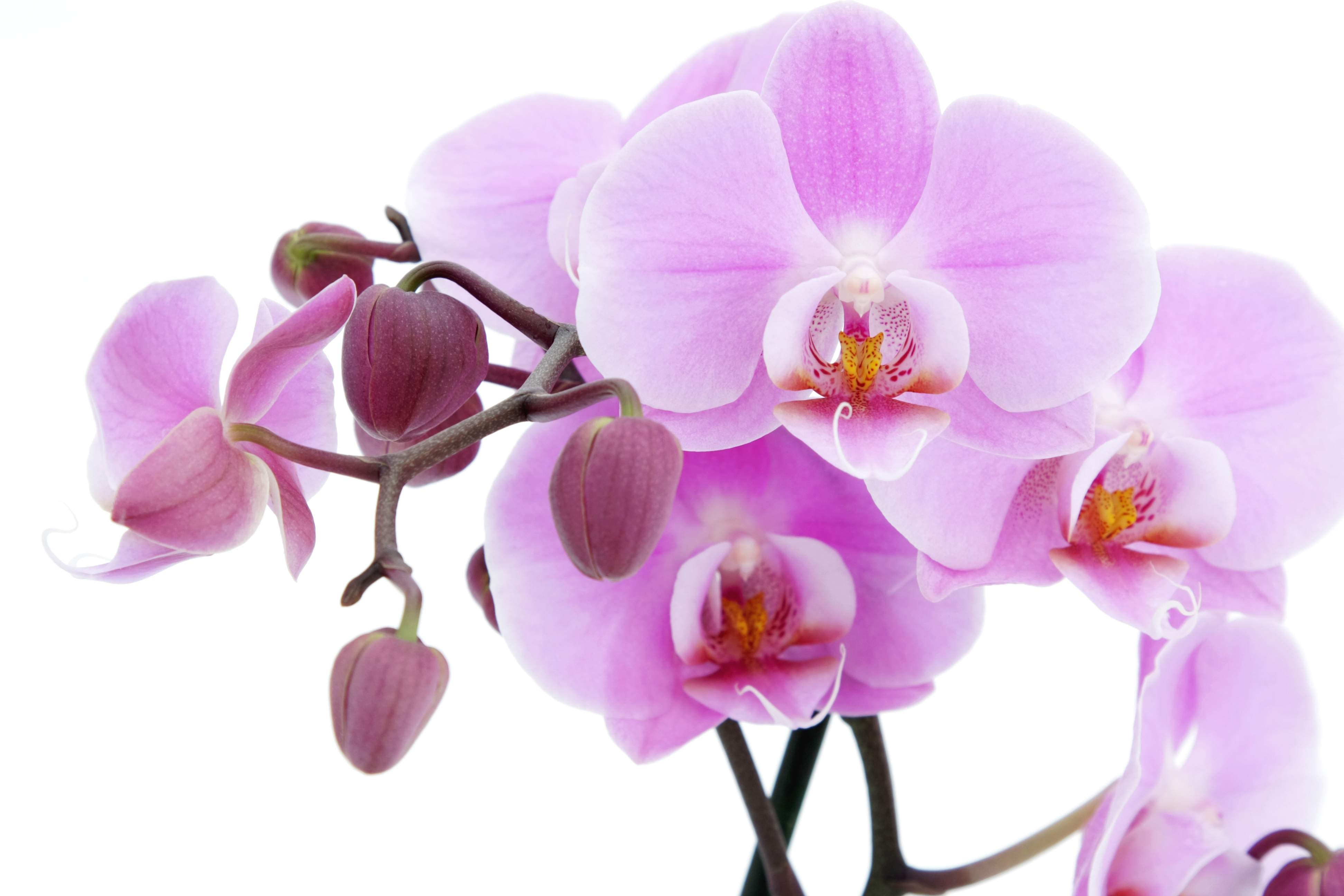 Orchidea viola su bianco, 3888x2592 Ultra HD, 4K TV