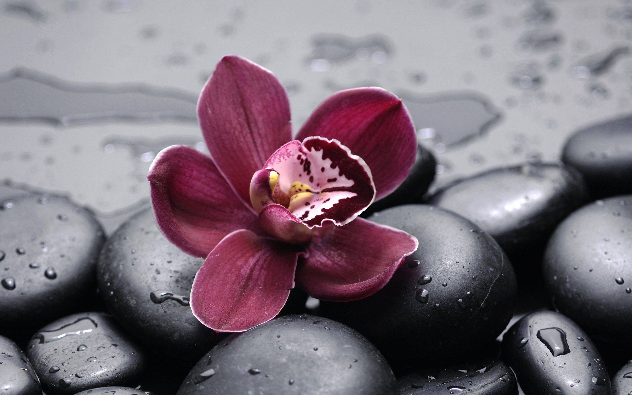 Orchidea viola su pietre, 2560x1600 2K+, MacBook Pro