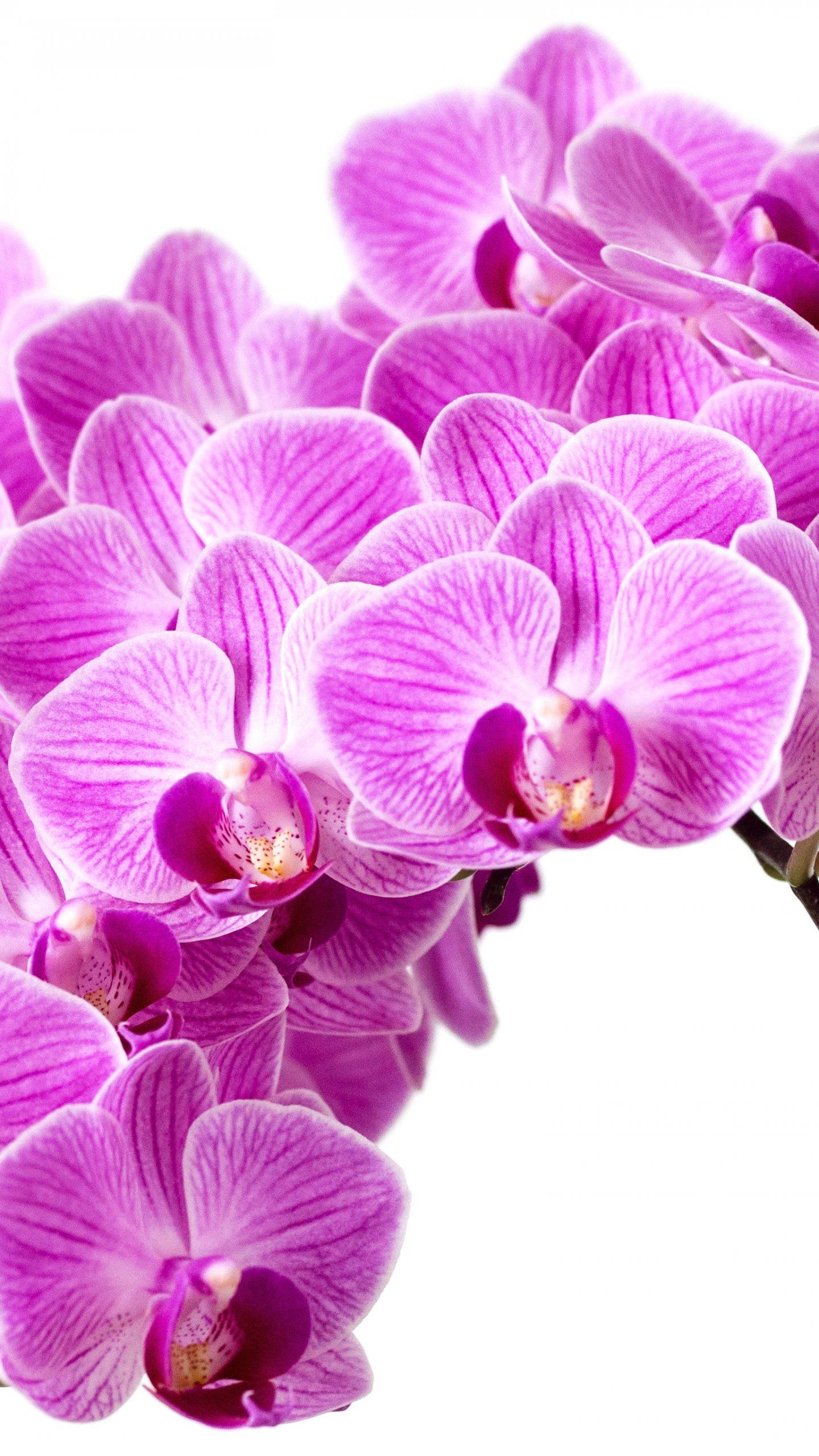 Orchidee viola su bianco, 1440x2560 Verticale, Telefono