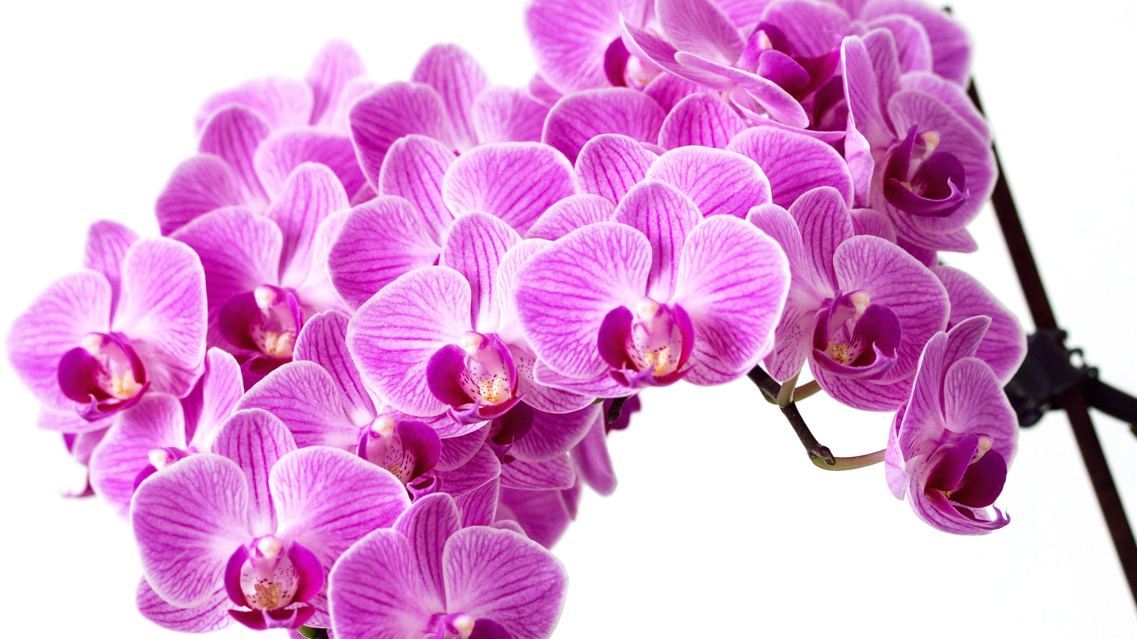 Orchidea viola su bianco, 3840x2160 UHD, PC 4K
