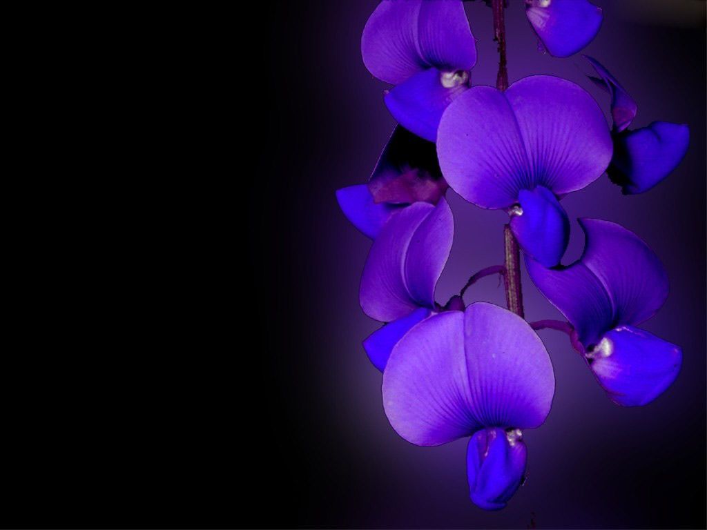 Orchidea viola su nero, 1024x768 HD, PC