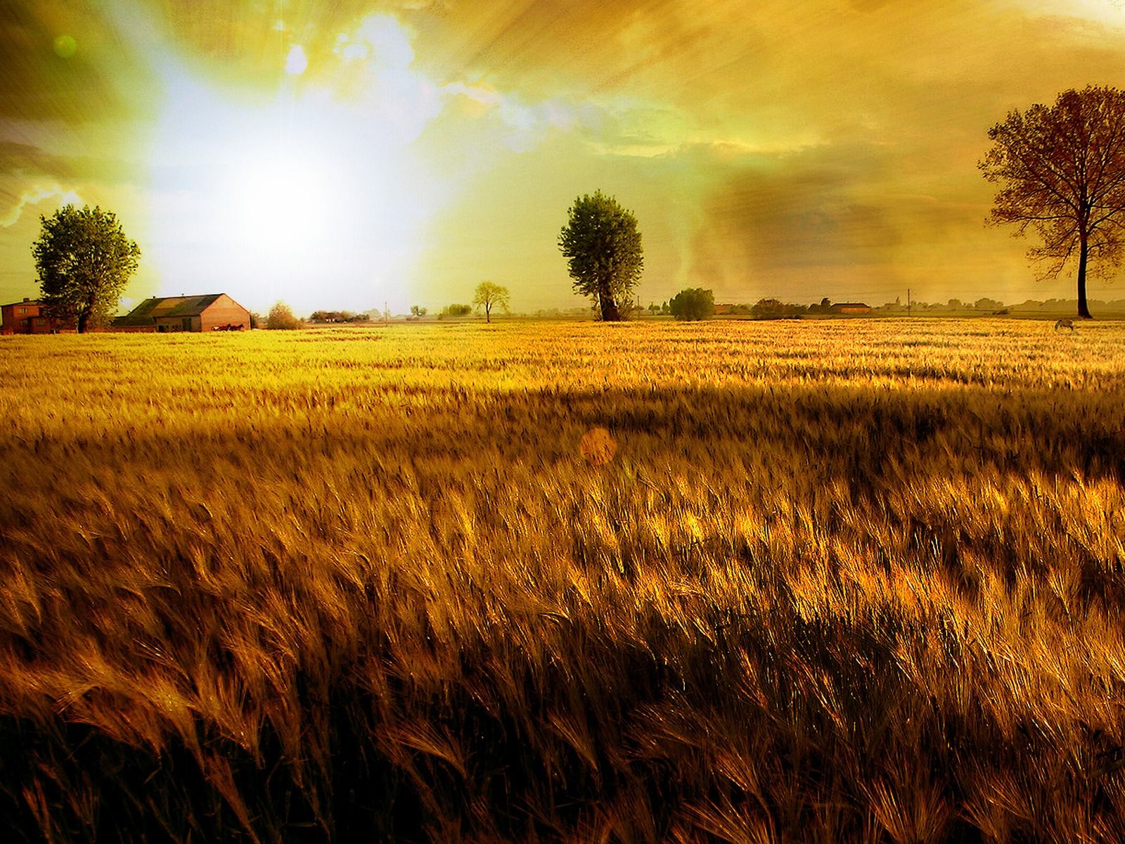 Campo di grano dorato, 1600x1200 HD Ready, PC
