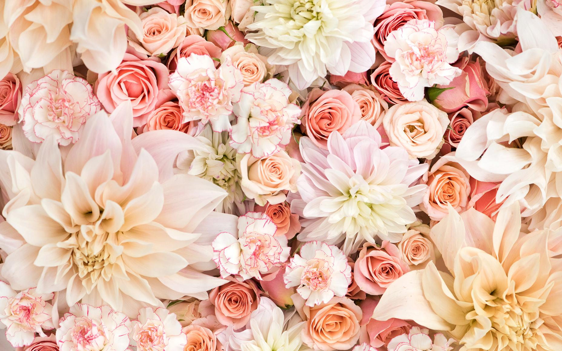 Rose e dalie color pastello, 1856x1161 900p, Monitor Gaming