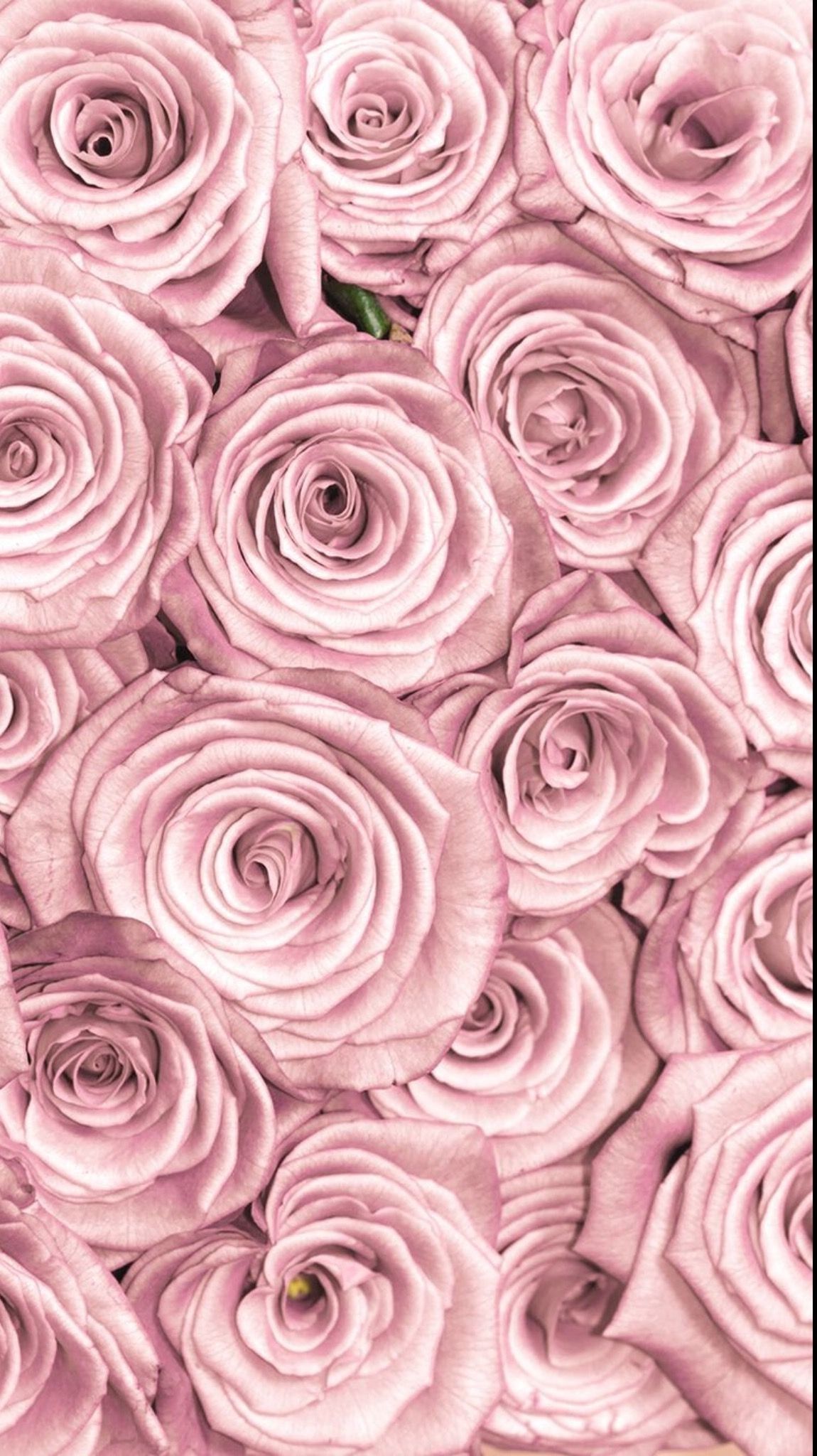 Rose rosa antico texture, 1150x2048 Verticale, Mobile