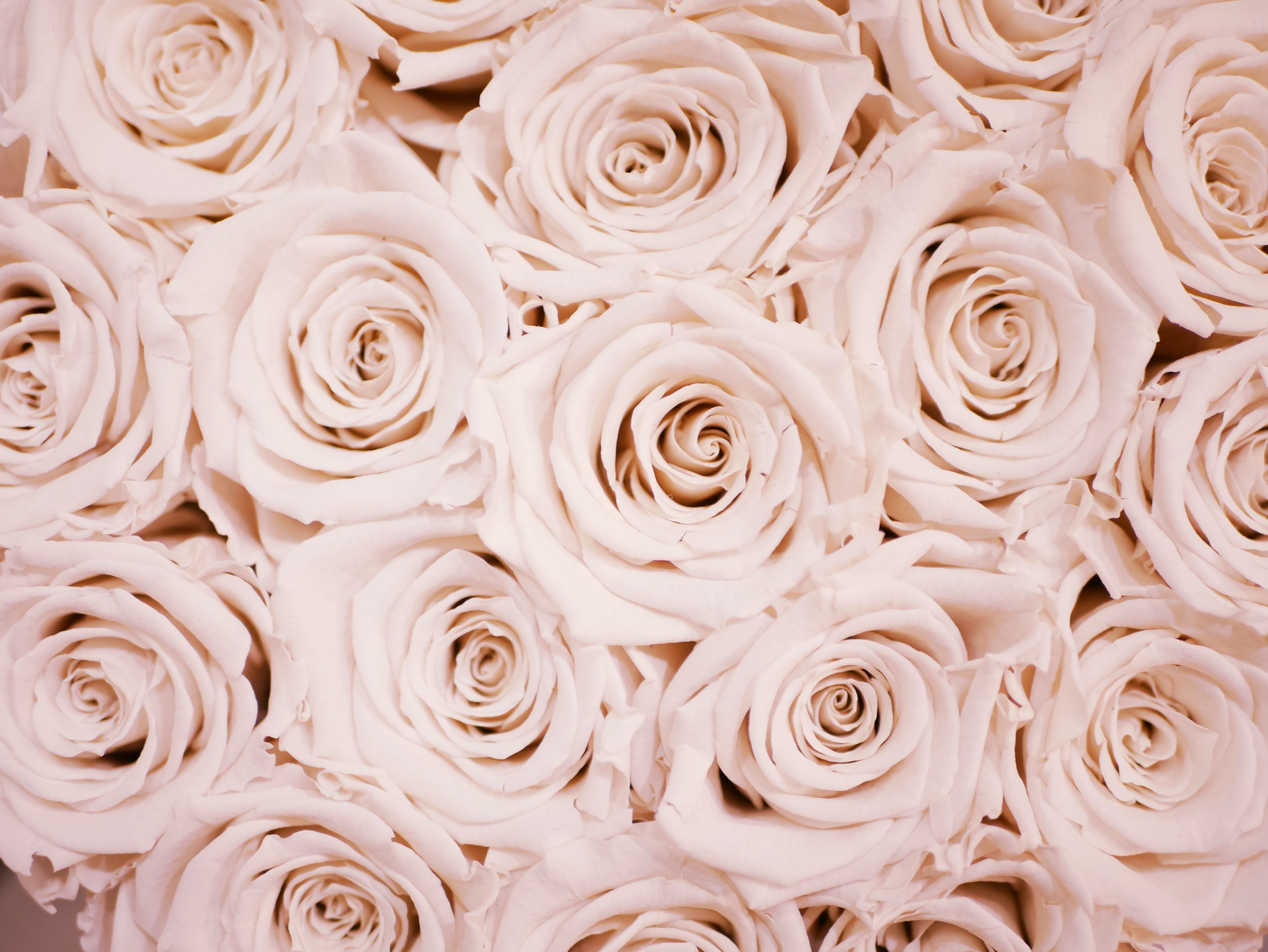 Rose rosa pallido ravvicinate, 4592x3448 4K Ultra HD, Laptop