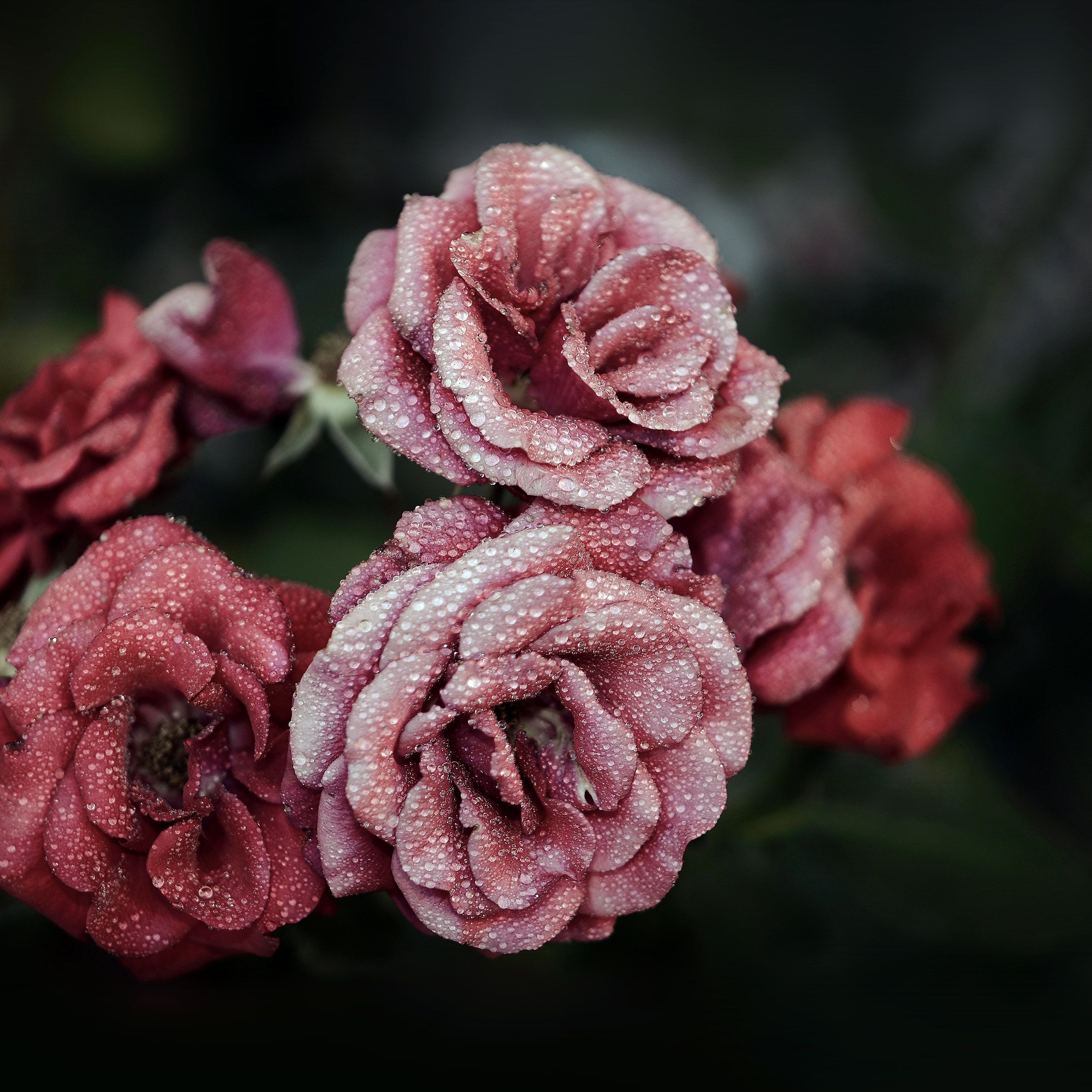 Rosa blu su sfondo scuro, 1027x768 HD, Desktop