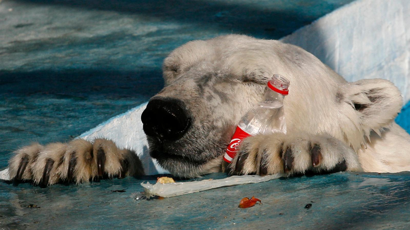 Orso polare su ghiaccio, 2000x1151 Hi-Res, Desktop