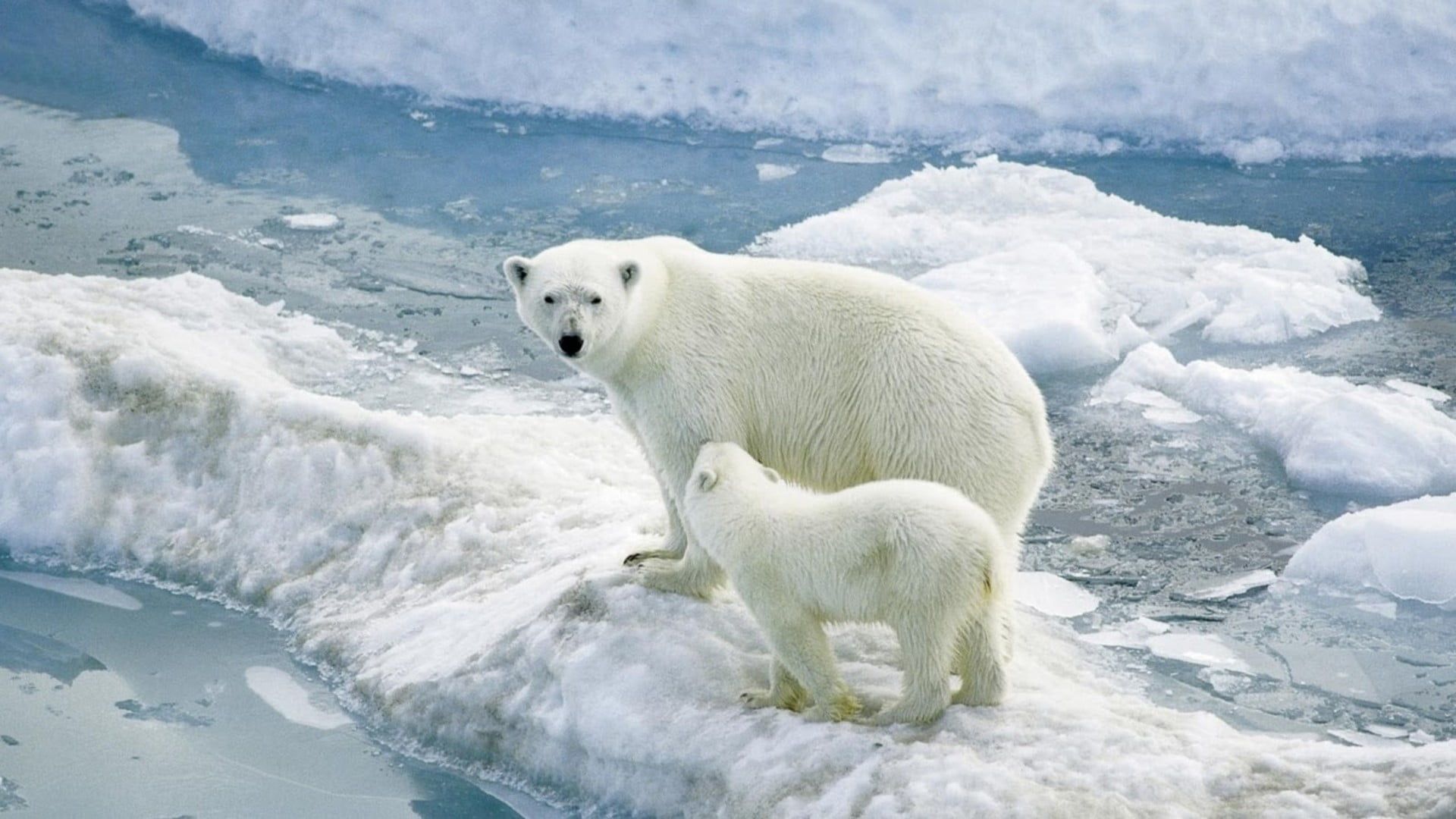 con l'Orso Polare della Coca-Cola, 1920x1280 WUXGA, Desktop