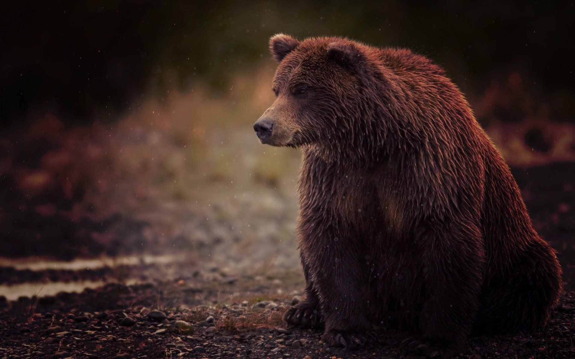 Orso bruno seduto, 1920x1200 WUXGA, Desktop