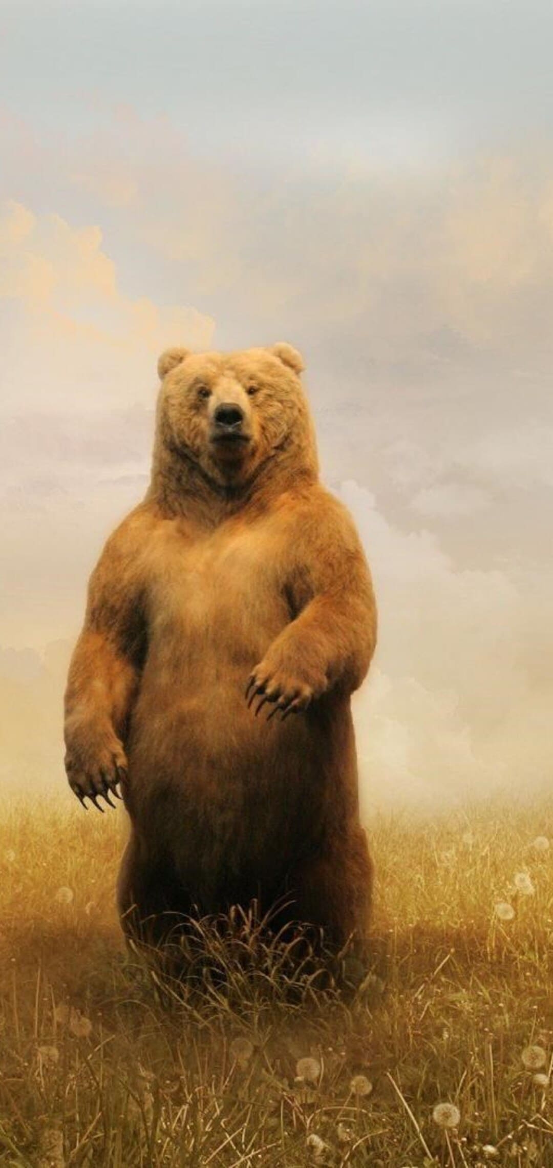 Orso bruno in piedi nel prato, 1080x2280 Verticale, Telefono