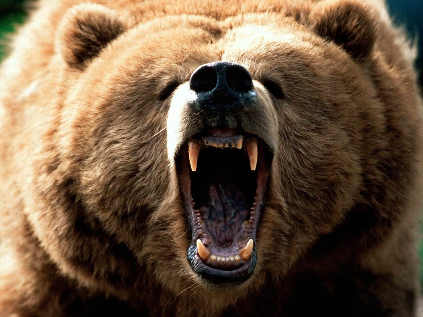 Giocatore football Chicago Bears numero 39, 1920x1080 1080p, Laptop