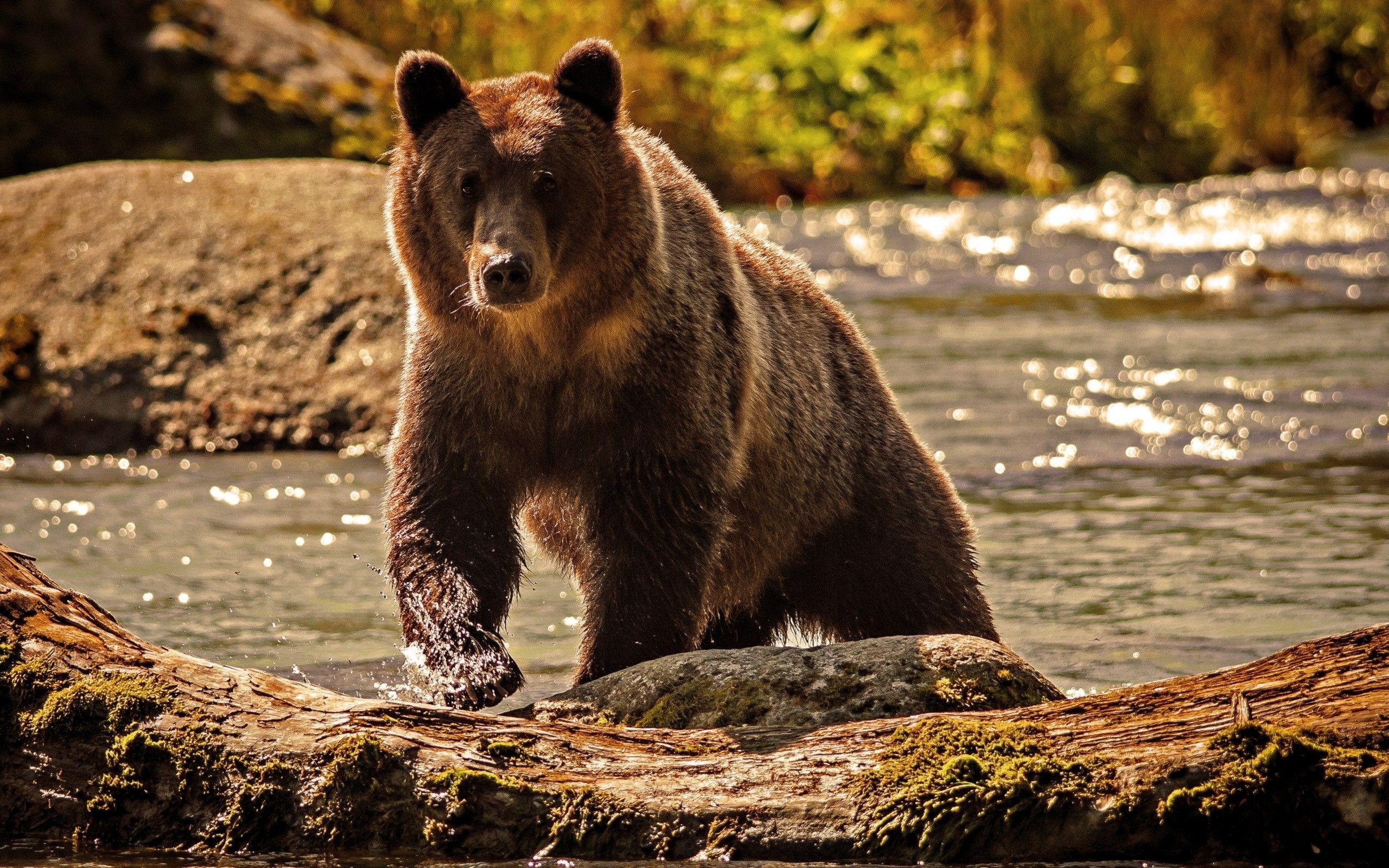 Orso grizzly vicino al fiume, 2560x1600 WQXGA, MacBook Pro