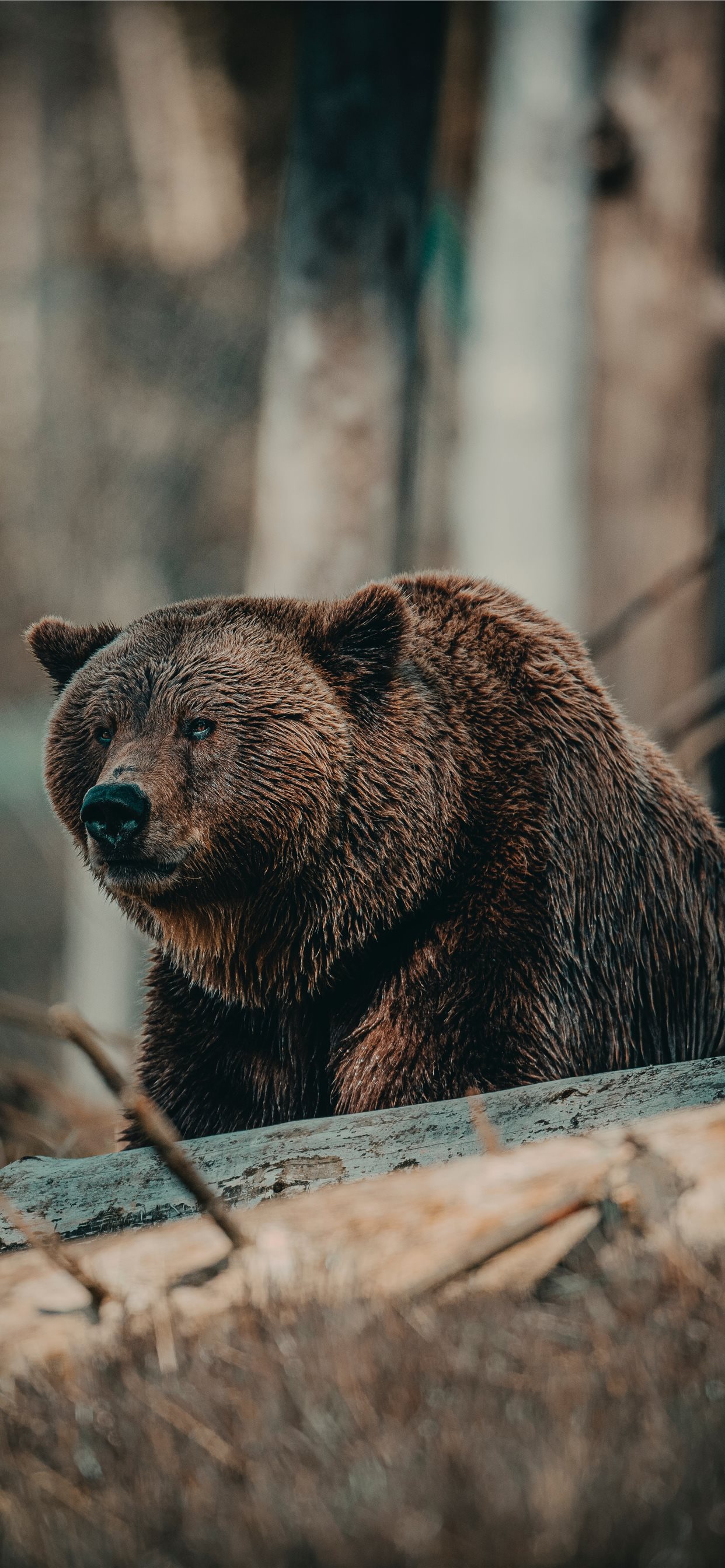 Orso bruno su tronco, 1242x2688 Full HD Verticale, iPhone
