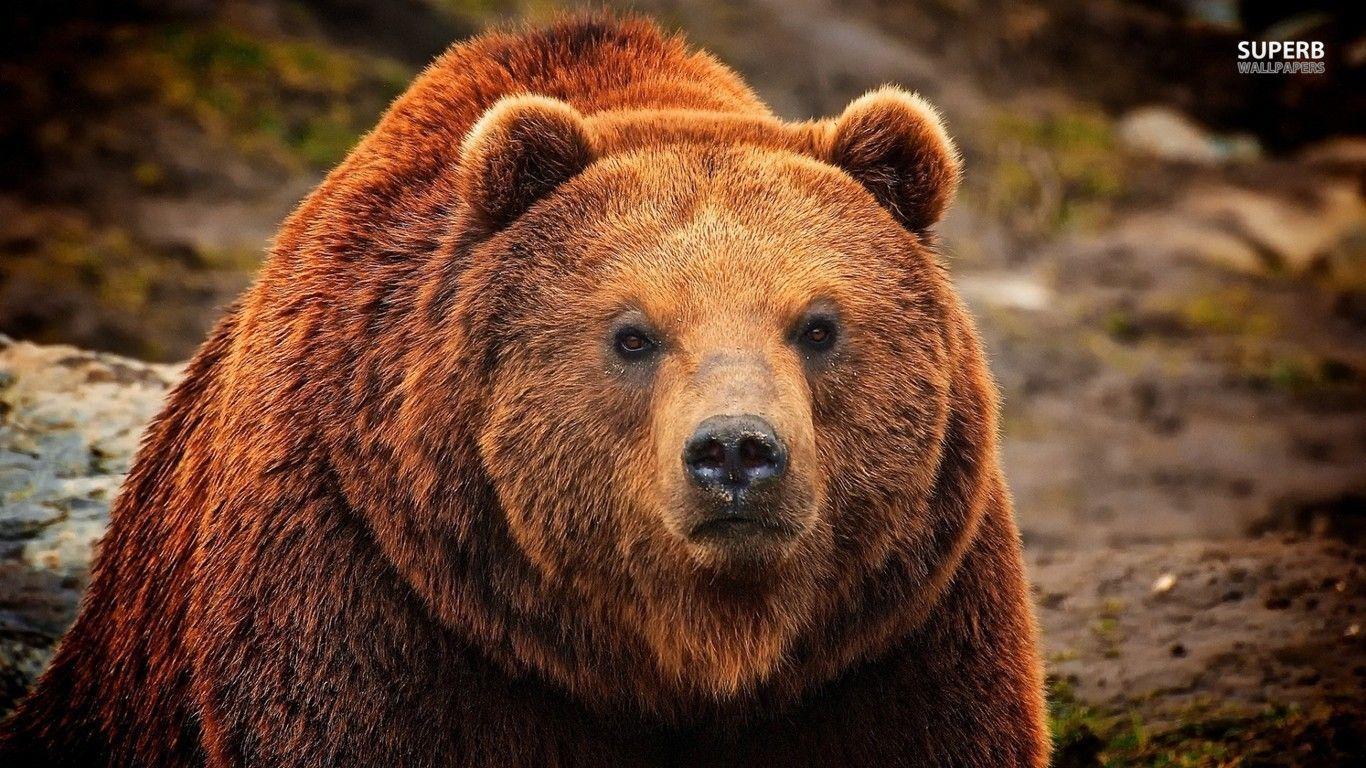 Orso grizzly primo piano, 1366x768 HD, Desktop