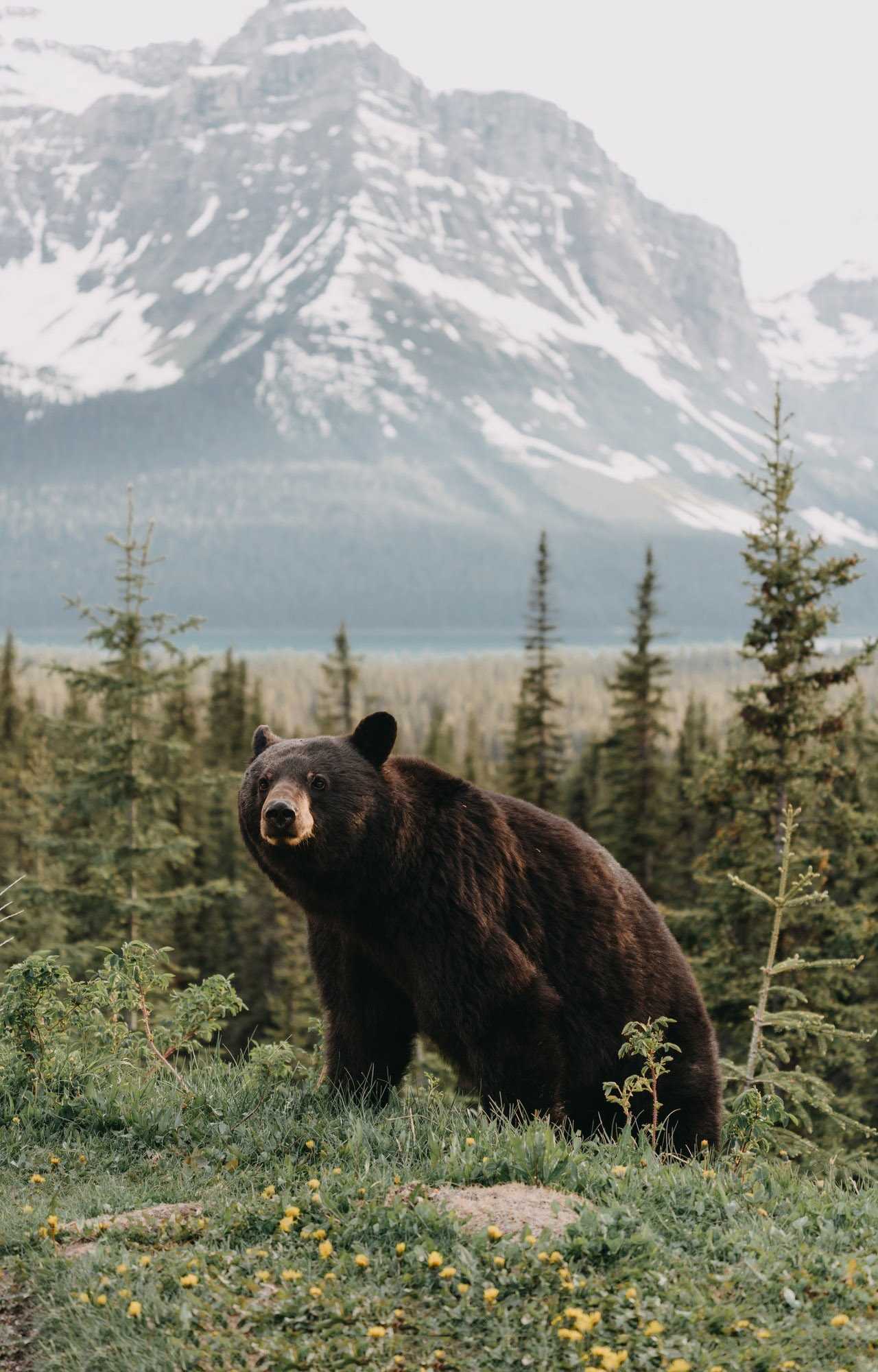 Orso bruno tra montagne, 1280x2000 Verticale, Mobile