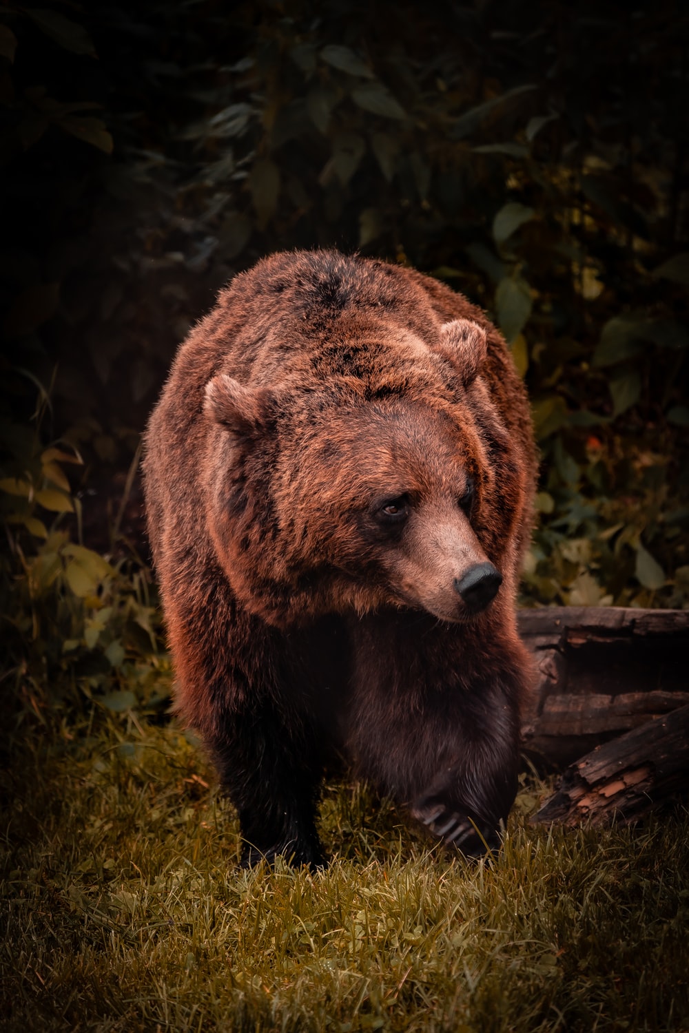 Orso bruno nella foresta, 1000x1500 Full HD Verticale, Smartphone
