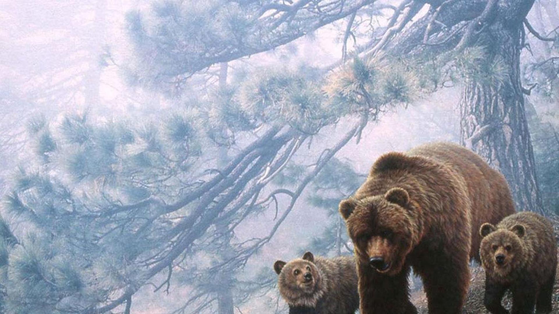Orsi grizzly nella foresta, 1920x1080 1080p, Desktop