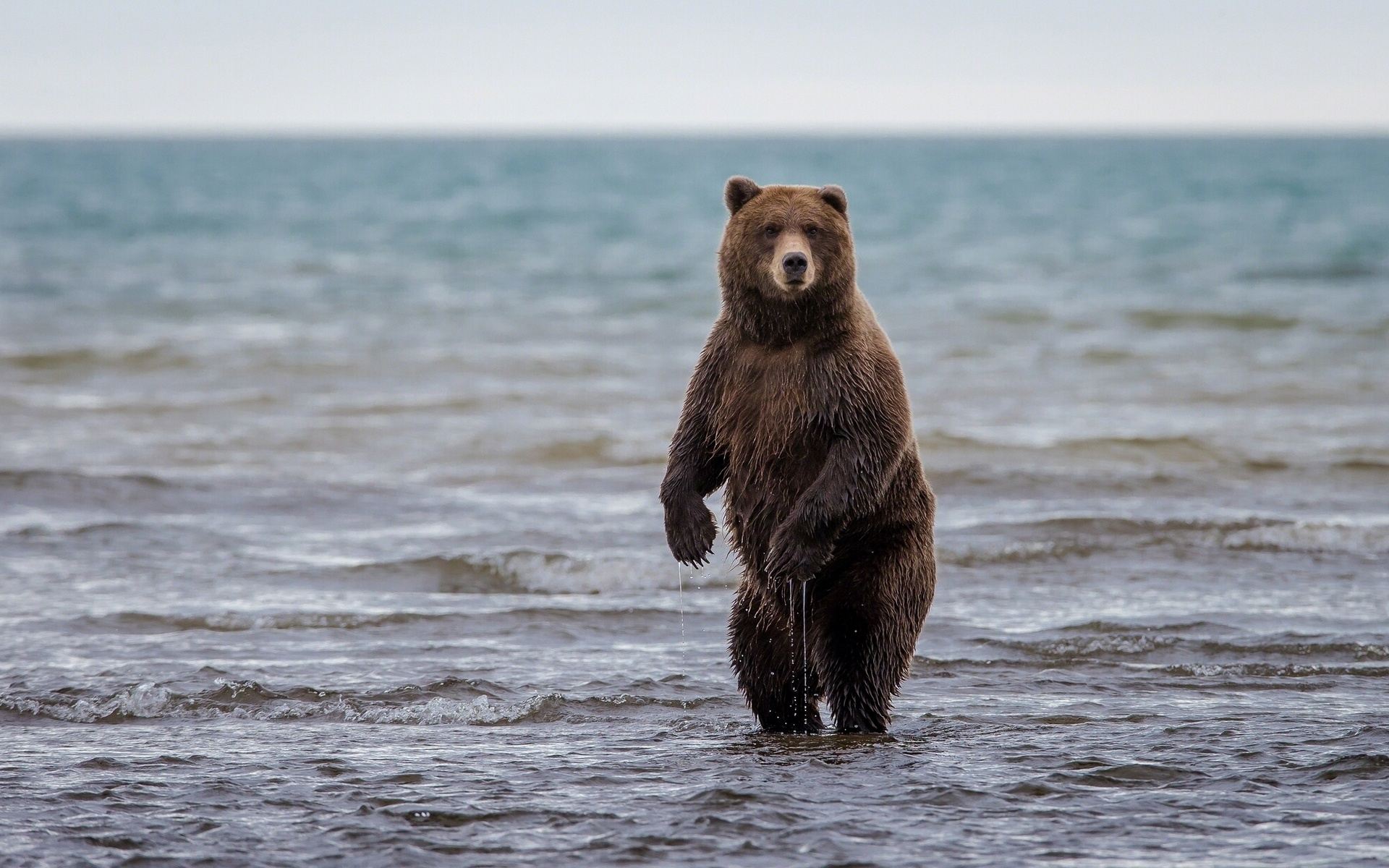 Orso bruno in piedi nell'acqua, 1920x1200 WUXGA, Desktop