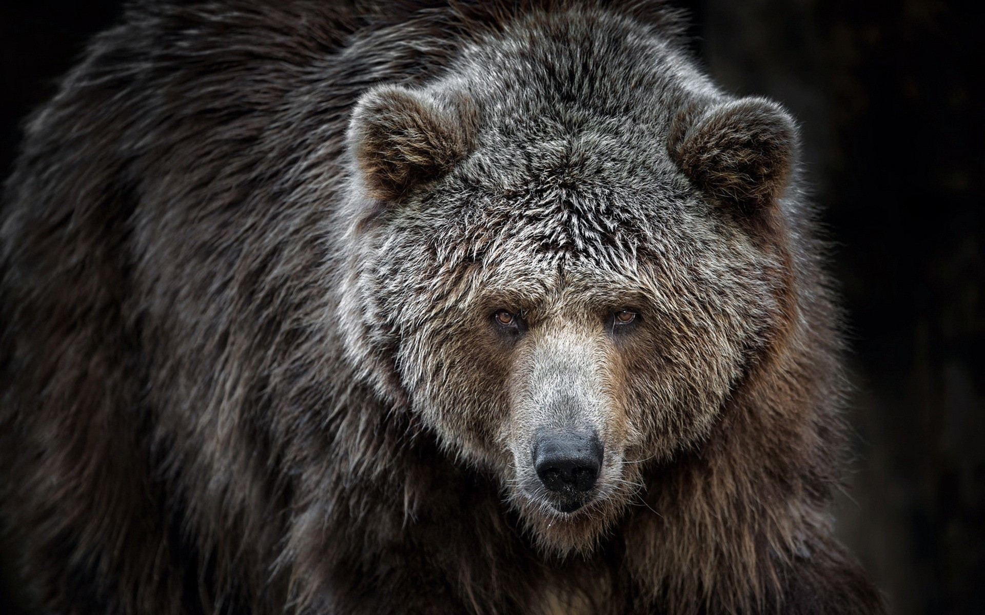 Orso grizzly primo piano, 1920x1200 Full HD+, Desktop