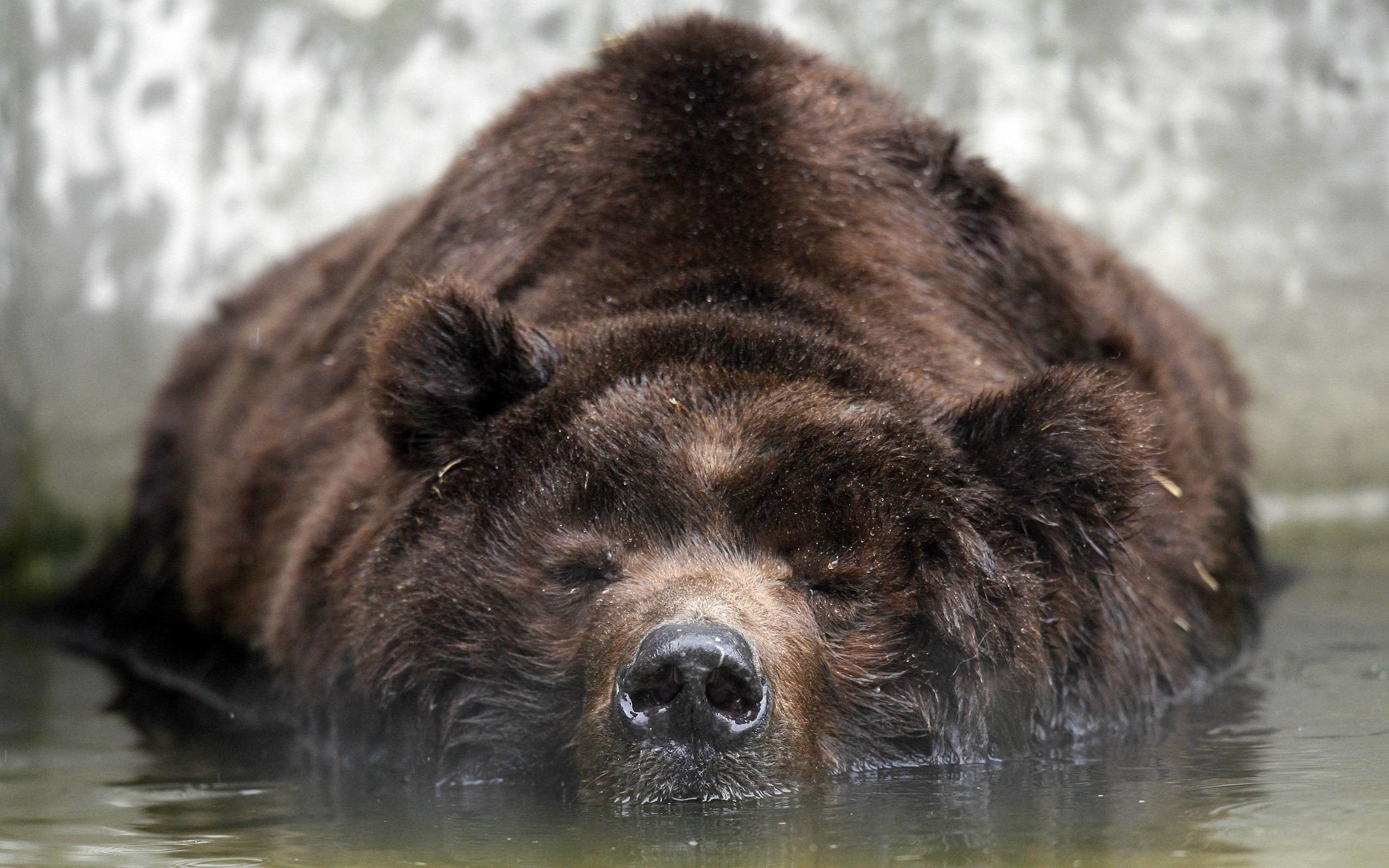 Orso grizzly nell'acqua, 2560x1600 2K+, Laptop