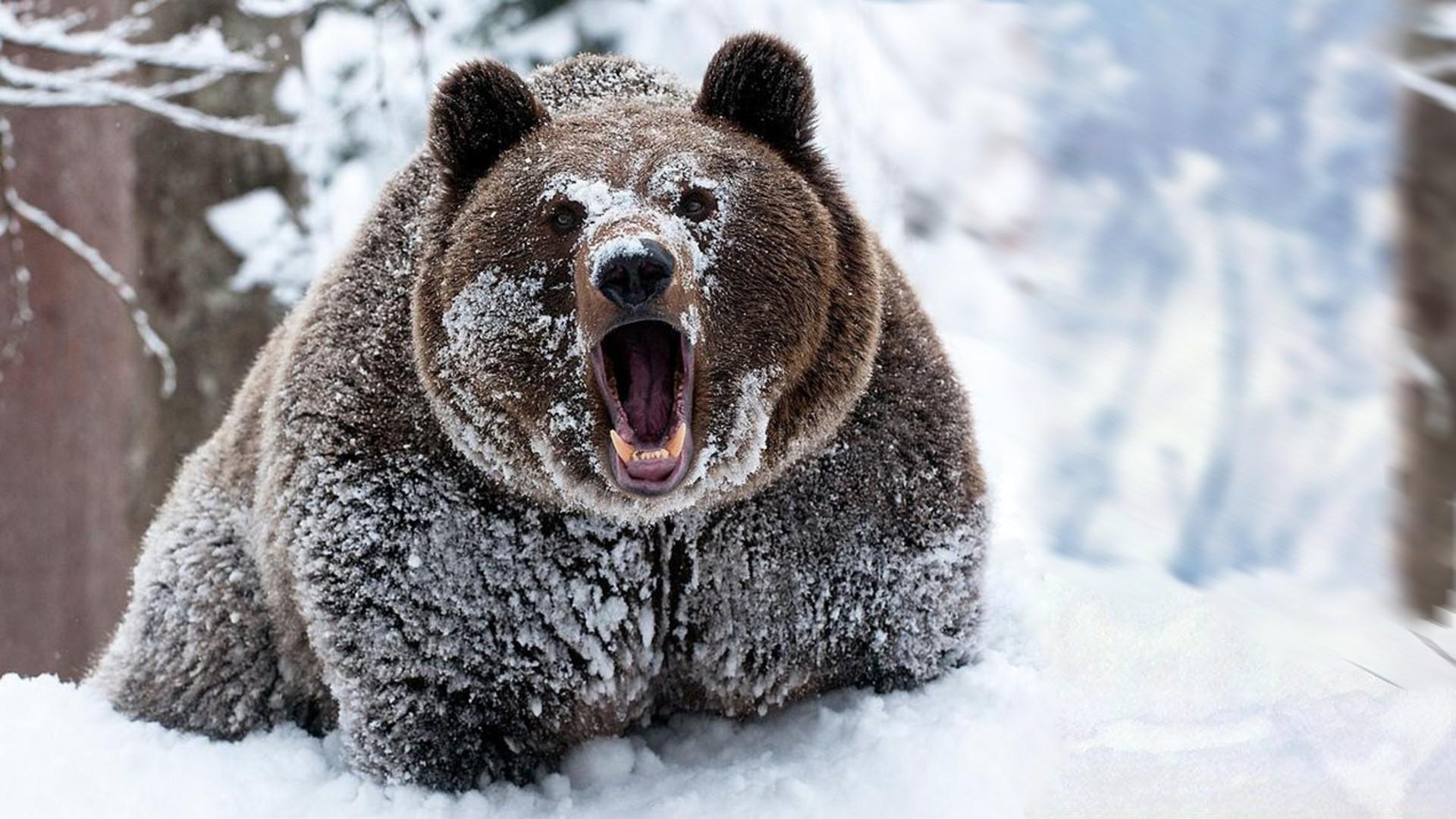 Orso grizzly nella neve, 1920x1080 Full HD 1080p, Desktop