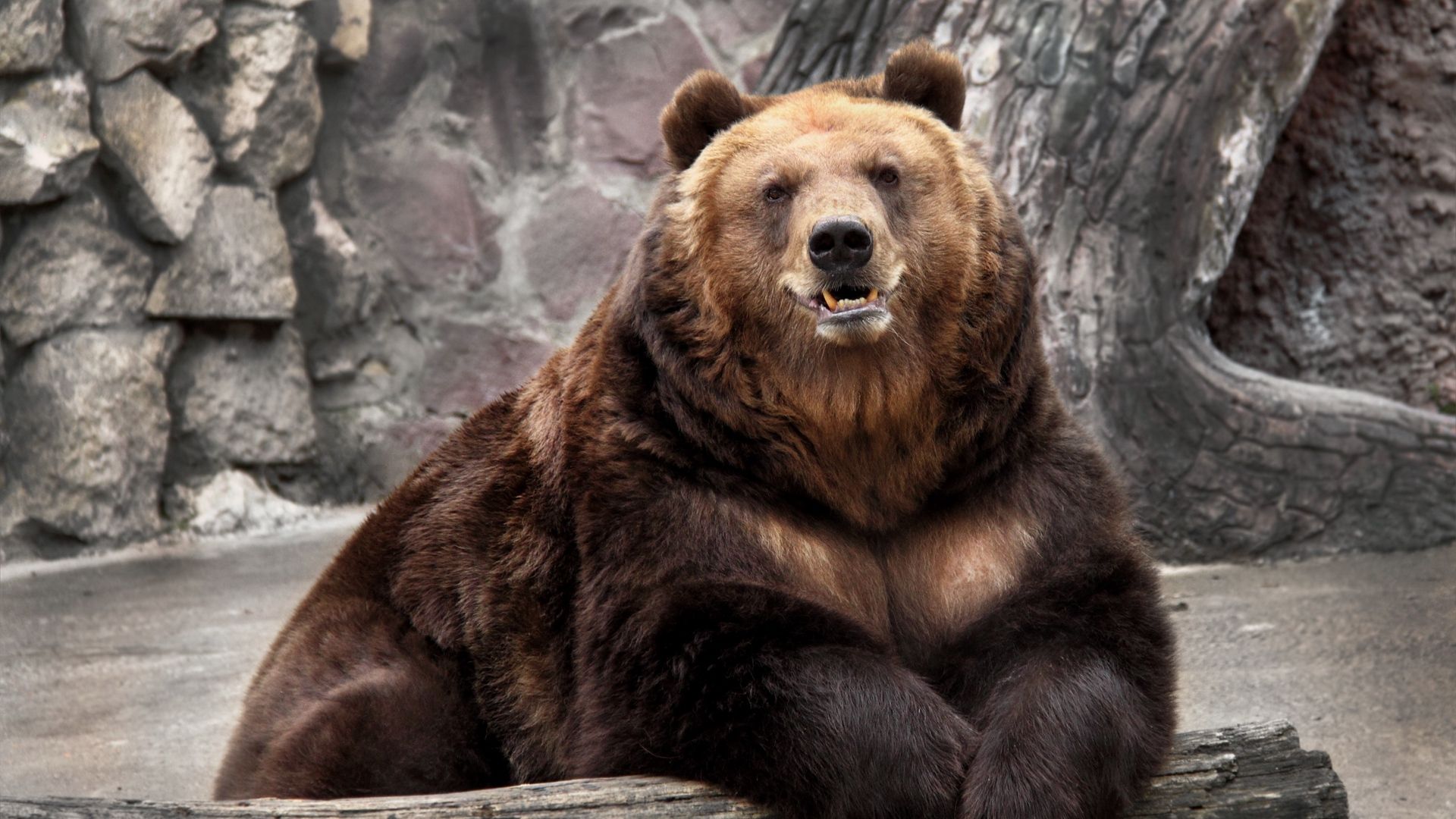 Orso grizzly seduto zoo, 1920x1080 Full HD, Laptop