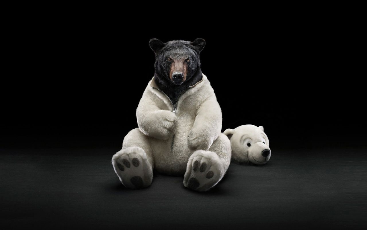 Orso nero vestito da polare, 1280x804 HD, Desktop