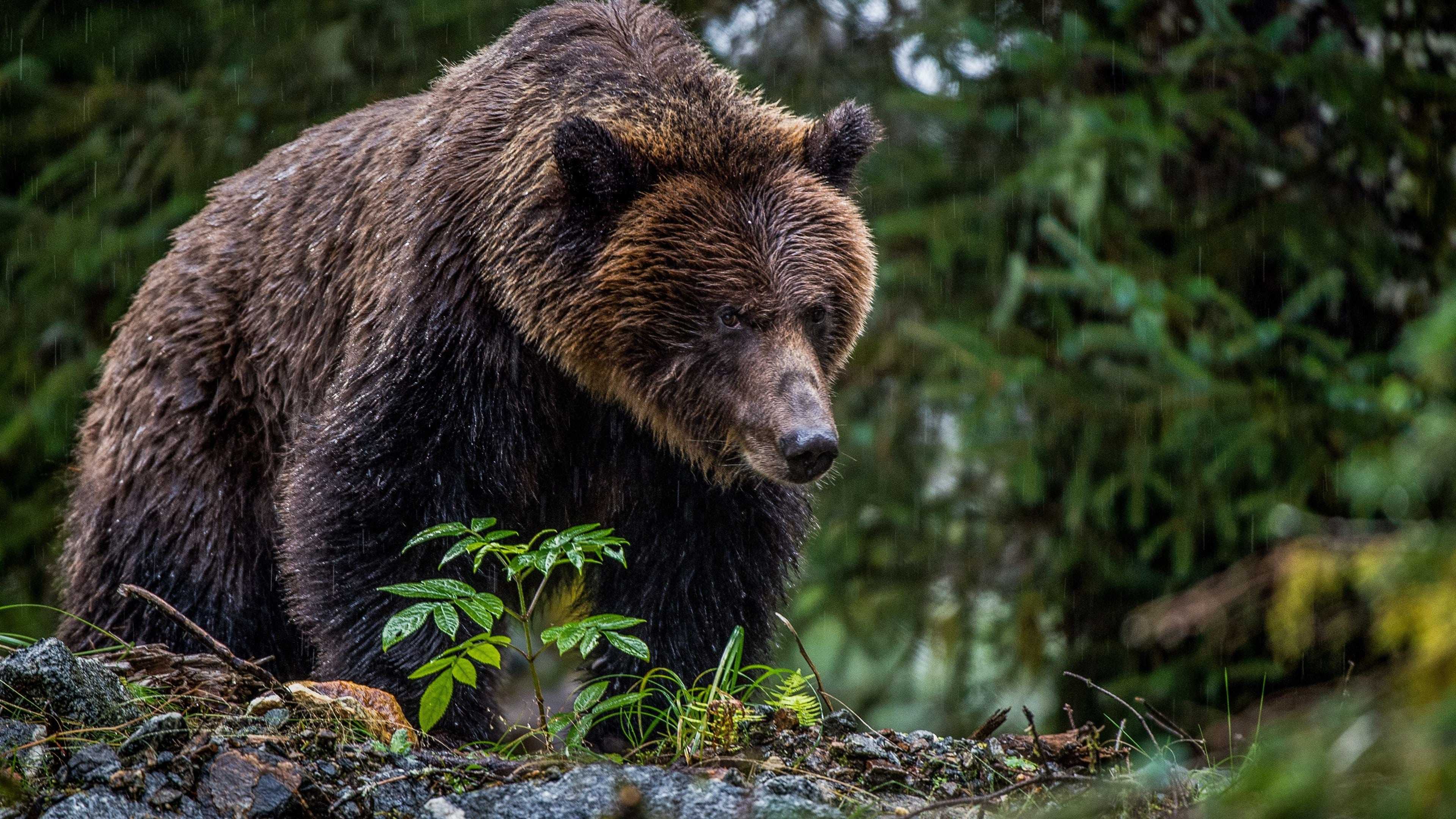 Orso bruno nella foresta, 3840x2160 UHD, PC 4K