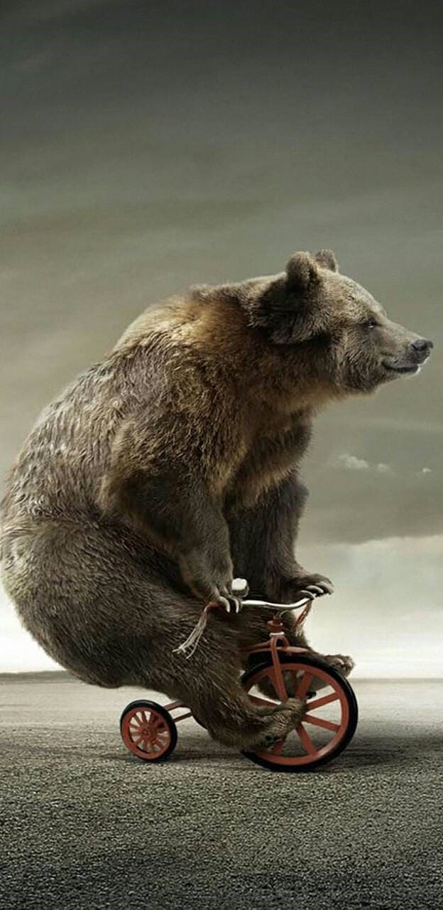 Orso su triciclo rosso, 624x1280 Full HD Verticale, Smartphone