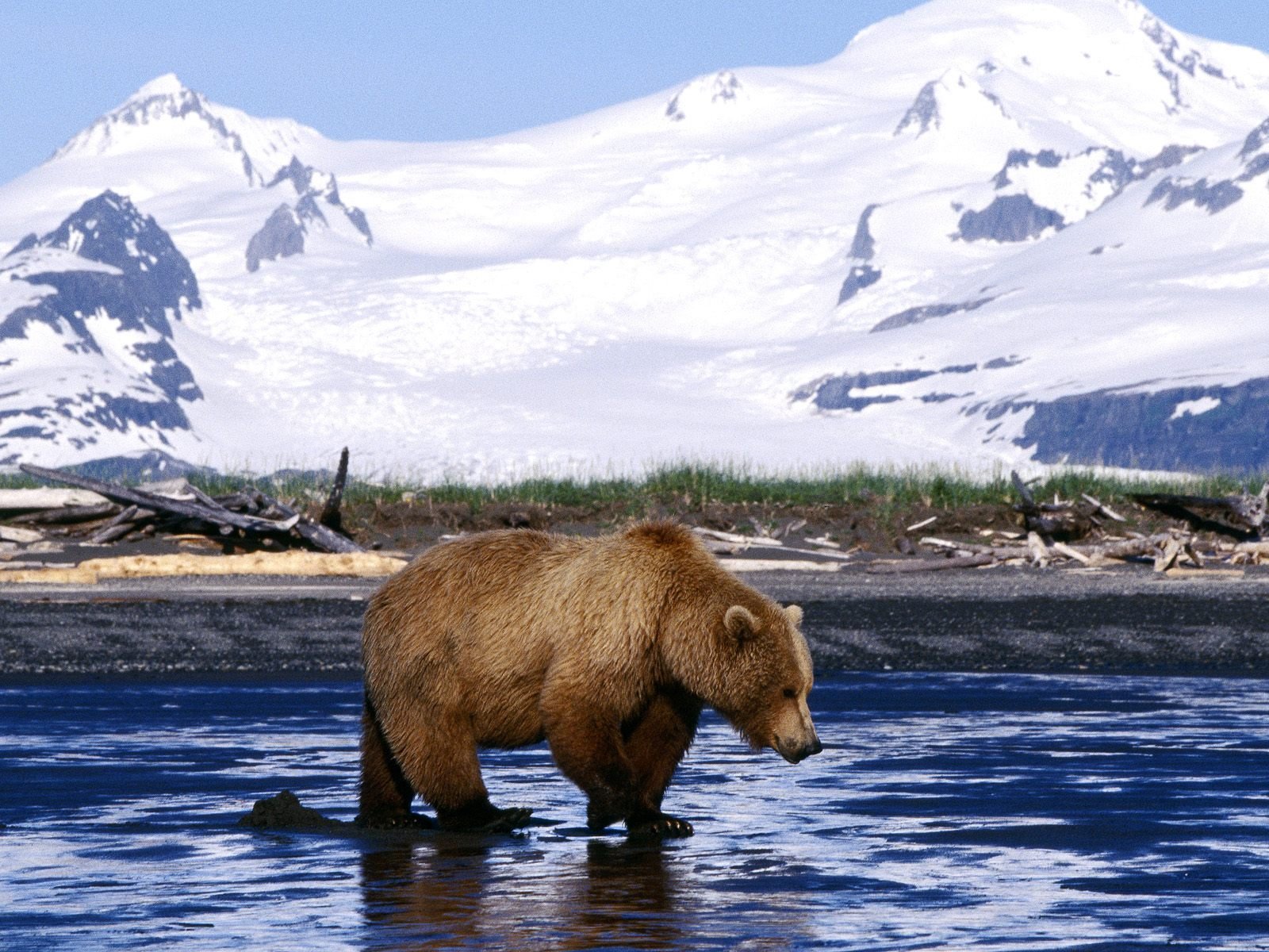 Orso bruno in acqua montagne, 1600x1200 HD, Desktop