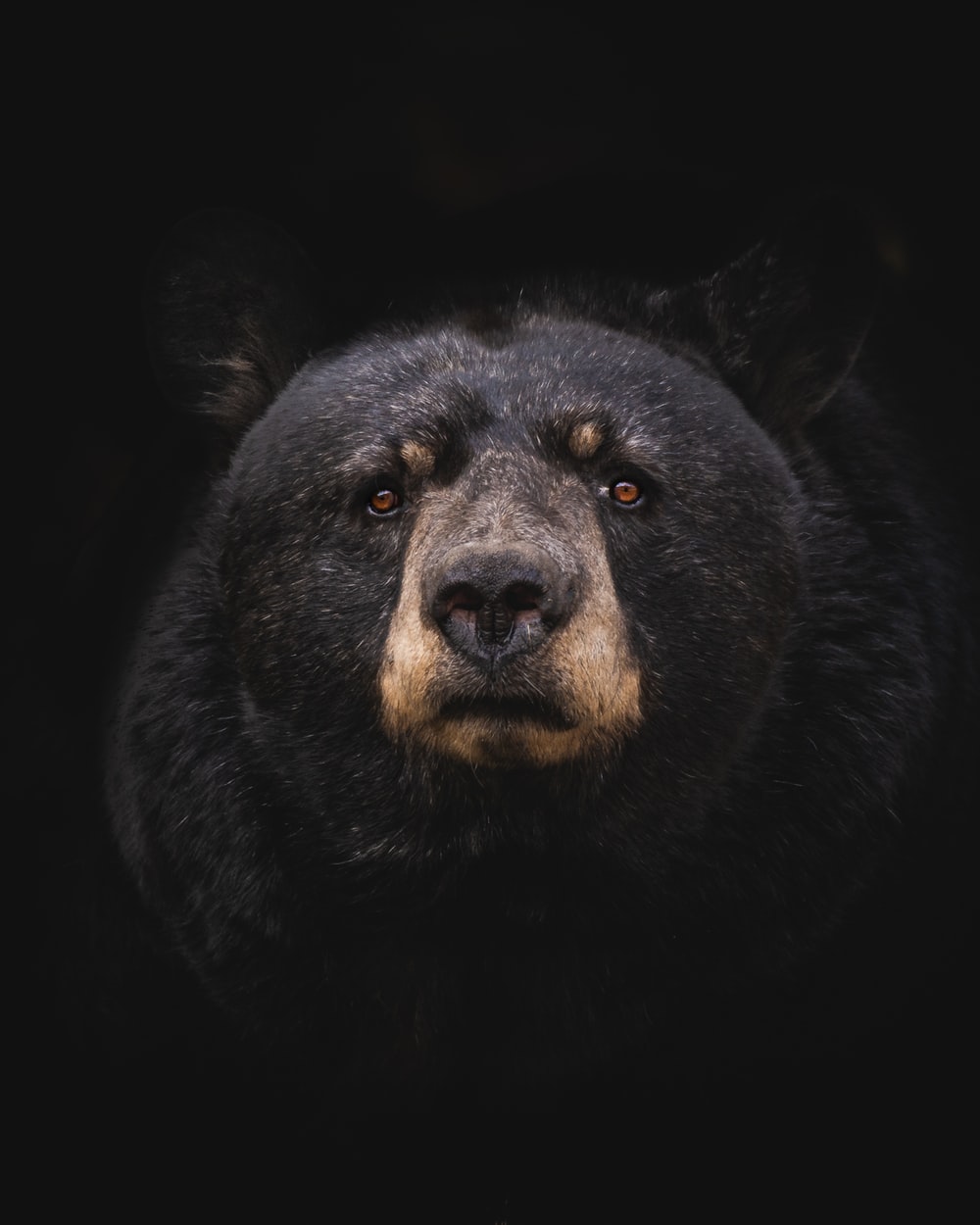 Orso nero su sfondo scuro, 1000x1250 Full HD Verticale, iPhone
