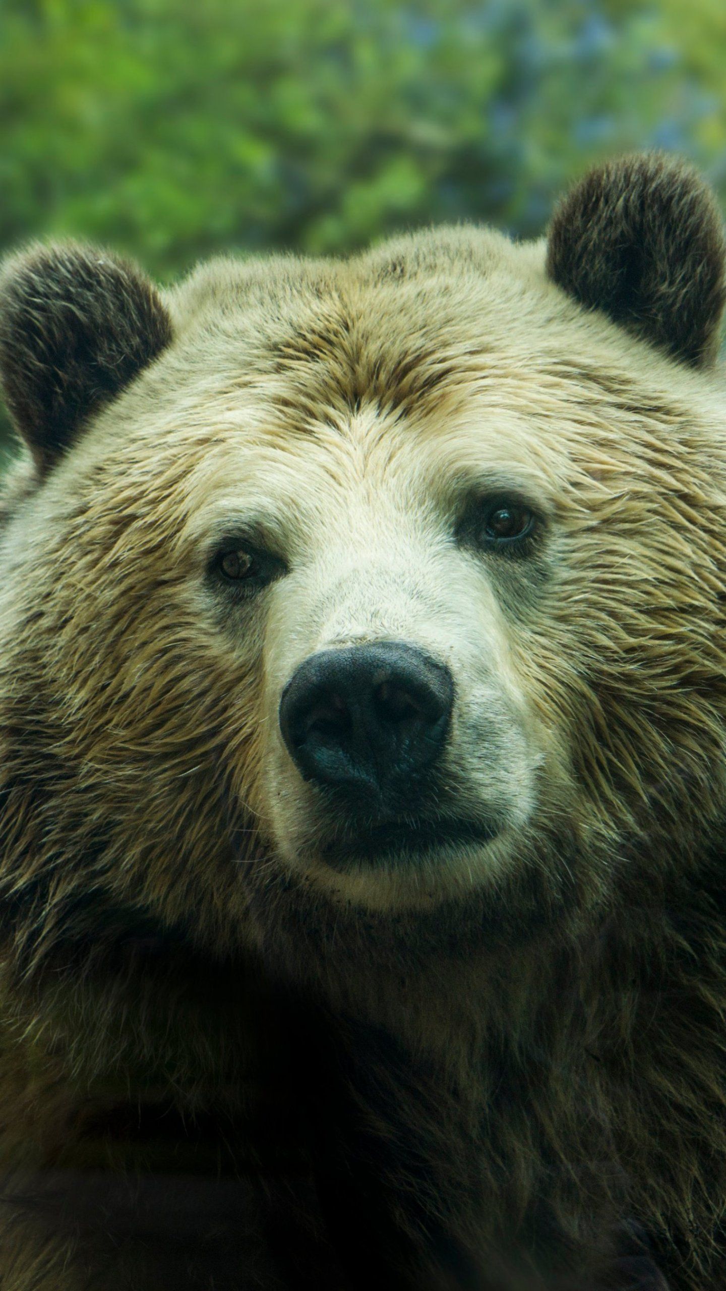 Orso bruno primo piano, 1440x2560 Full HD Verticale, iPhone