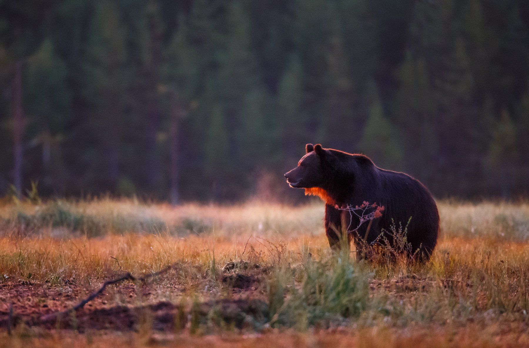 Orso bruno nel prato, 1800x1183 900p, Desktop