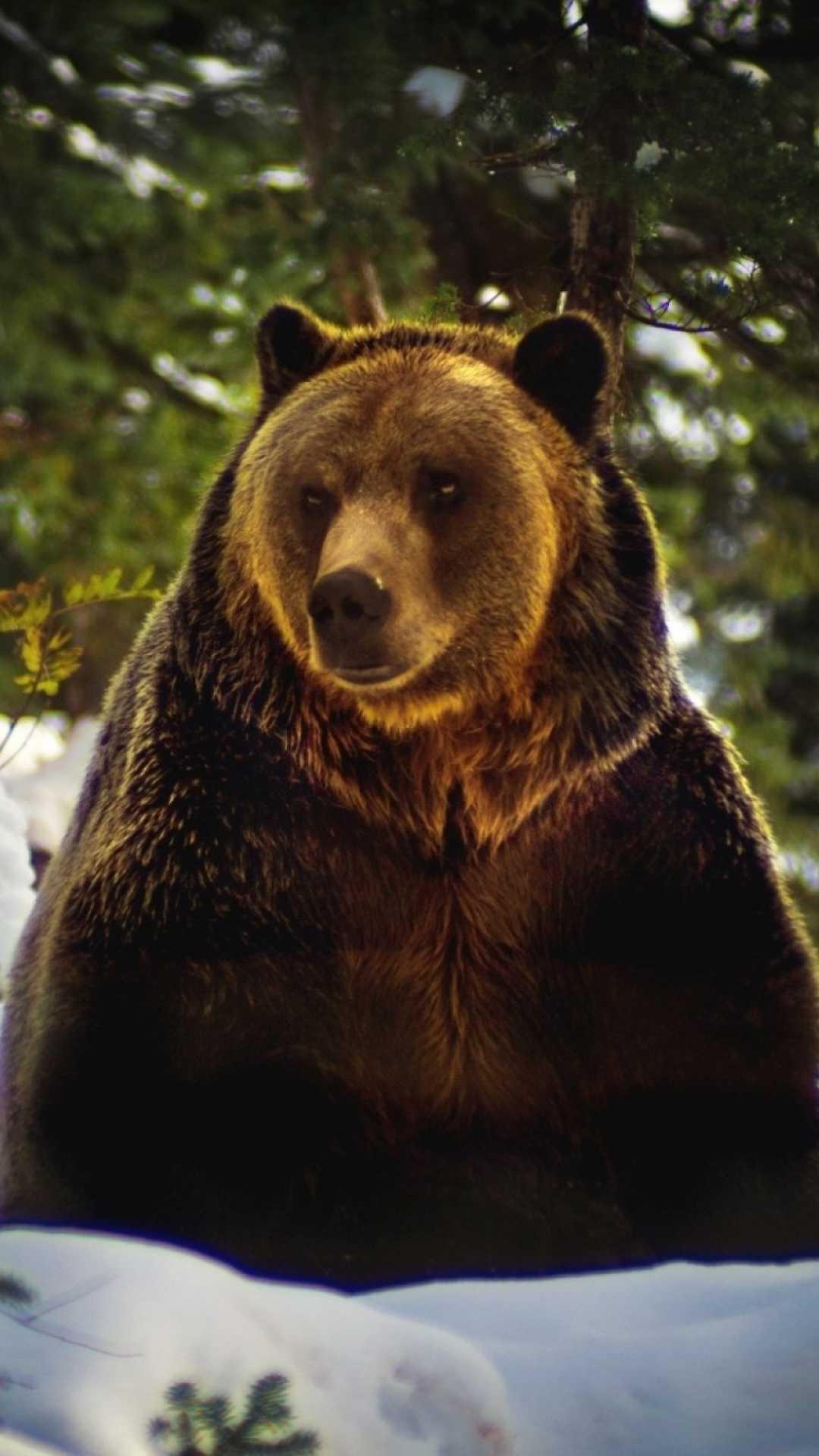 Orso bruno nella neve, 1080x1920 Full HD Verticale, iPhone