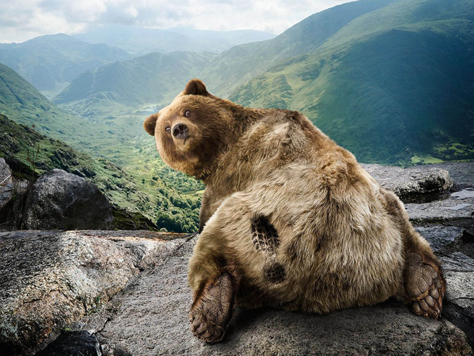 Orso bruno seduto su roccia, 1600x1200 HD, Desktop