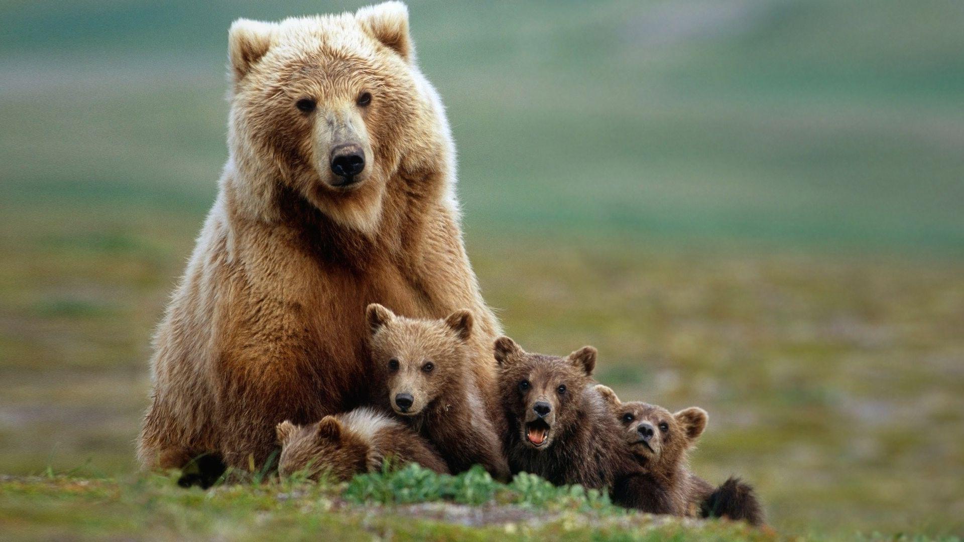 Orsa con tre cuccioli, 1920x1080 1080p, Laptop