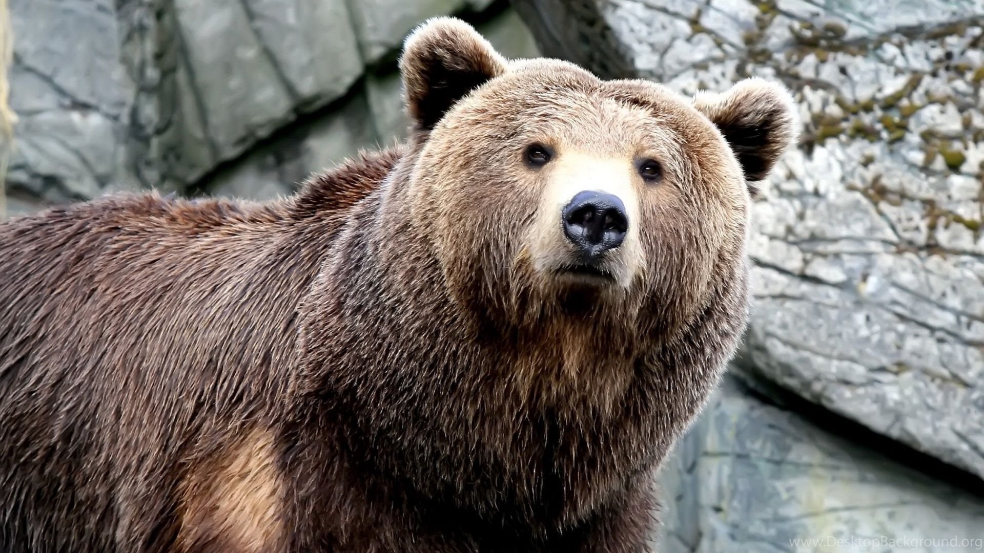 Orso bruno tra rocce, 1920x1080 Full HD 1080p, PC Desktop