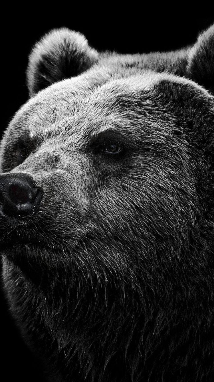 Orso bruno bianco e nero, 750x1334 Verticale, iPhone