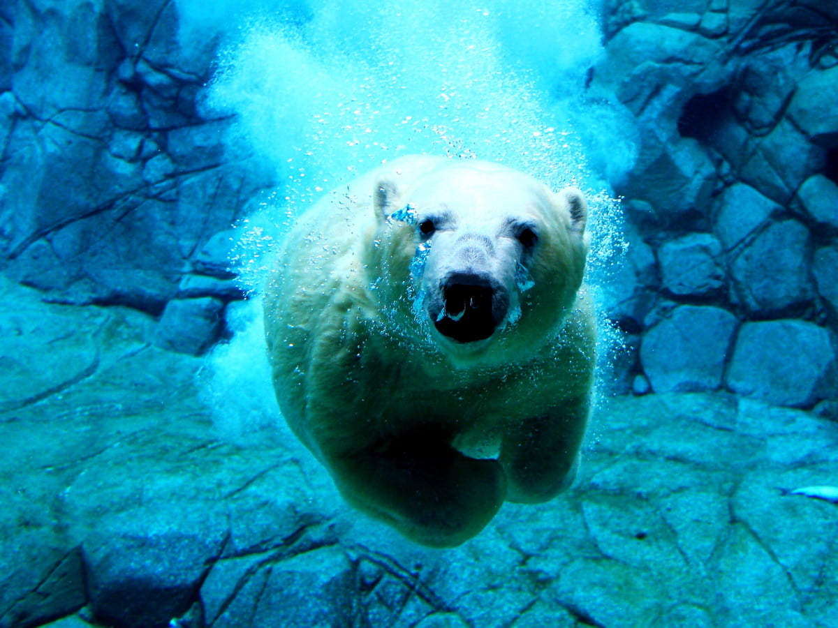Orso polare che nuota subacqueo, 1200x900 HD, PC